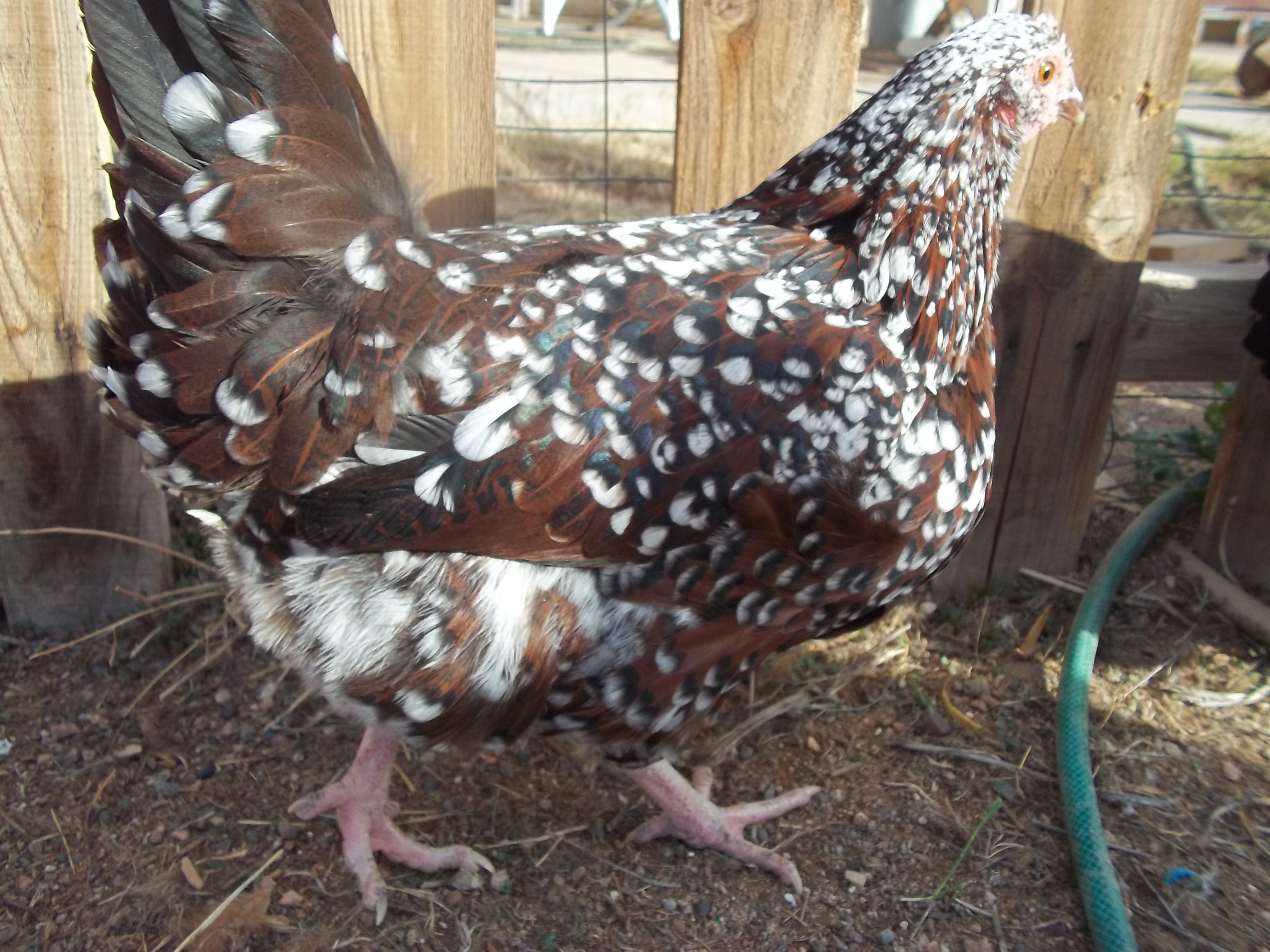 This is Giblet.