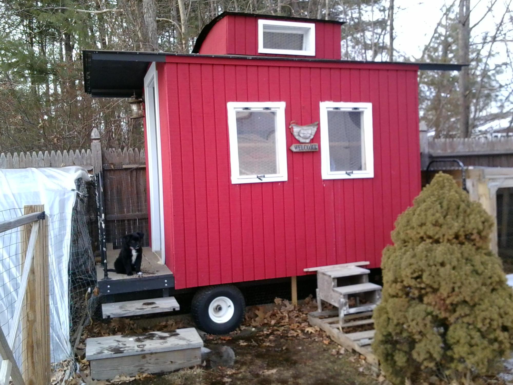 This is Glee Dinger(Dinger meaning,Yardmaster of a Train Yard) He is our new Border Collie puppy to help us keep watch over our beautiful chickens and the coop. My boyfriend is a train enthusiast and together we couldn't think of a better coop than a caboose. combined we call it the Cacoops.We have a Leghorn(Florence Nightingal), two RIR(Anne & OakLee), two Barreds(Ellen&Mama T) two Wyandottes(GaGa,&Paula) and three BSL(Oprah ,Beyonce,& Rosa Parks).Enjoy!