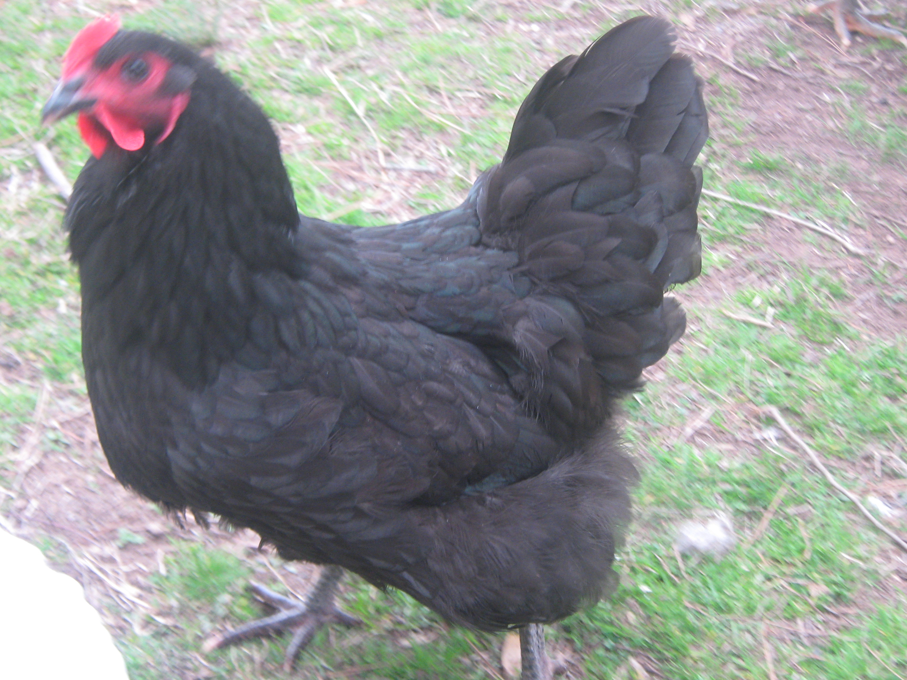 this is Gloria, I really dont know what she is, she was the runt of 6 and the only one that lived,  she loves being with Lincoln and  Penny and lets herself in every chance she gets.