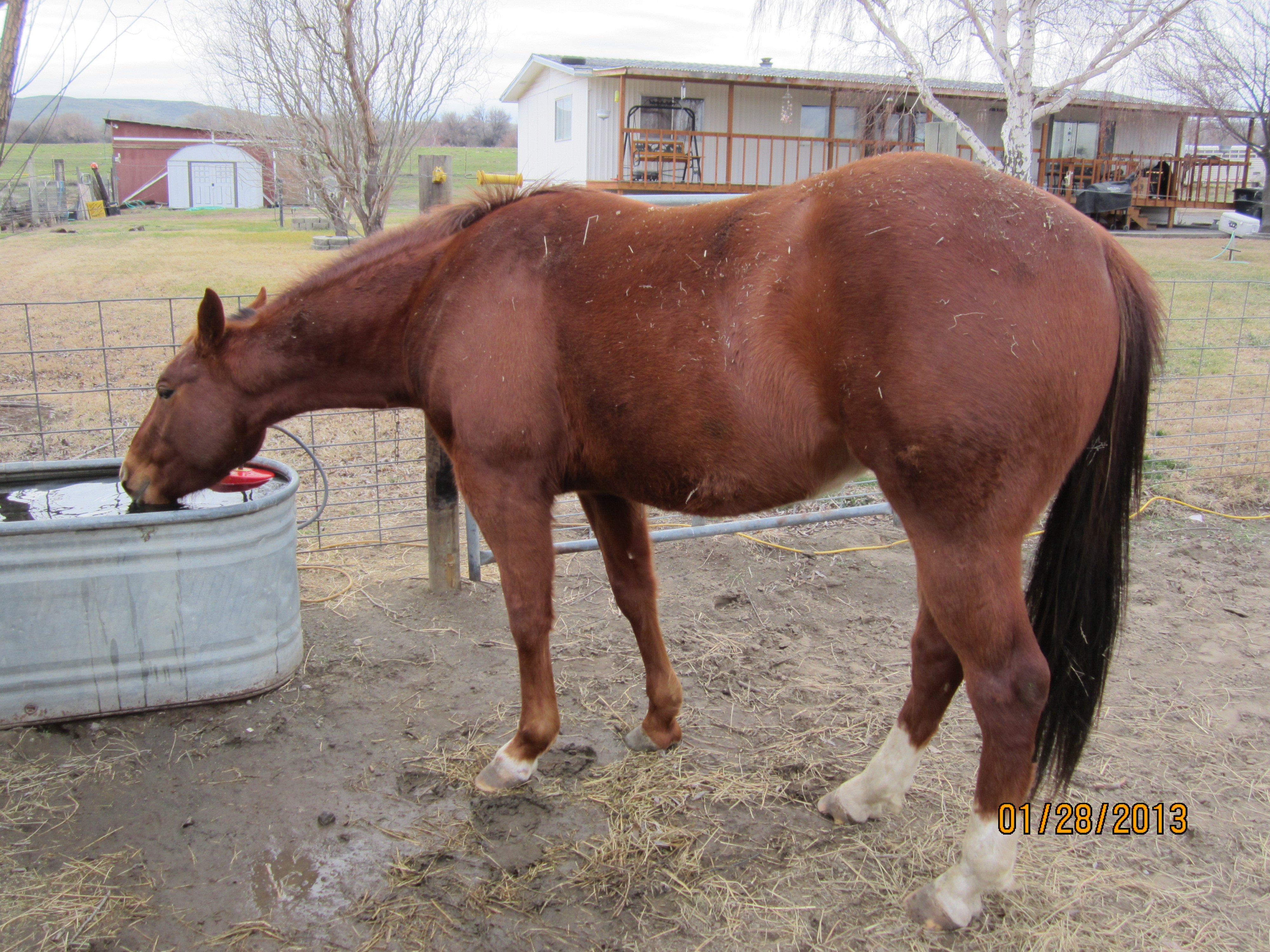 This is going to be a big colt for us. Will be 3 years old this spring and already a tank. Shoulder and chest have some catching up to do with his hing end but all around, a darn good looking gelding :-)
