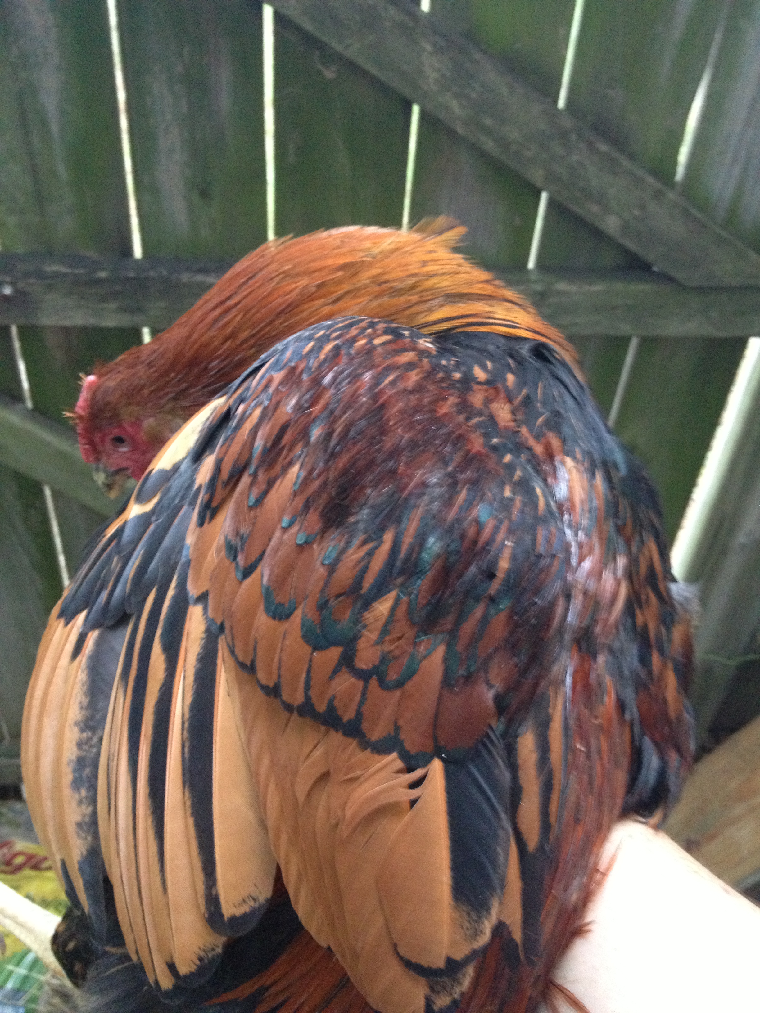 this is Gold, my gold-laced wyandote rooster