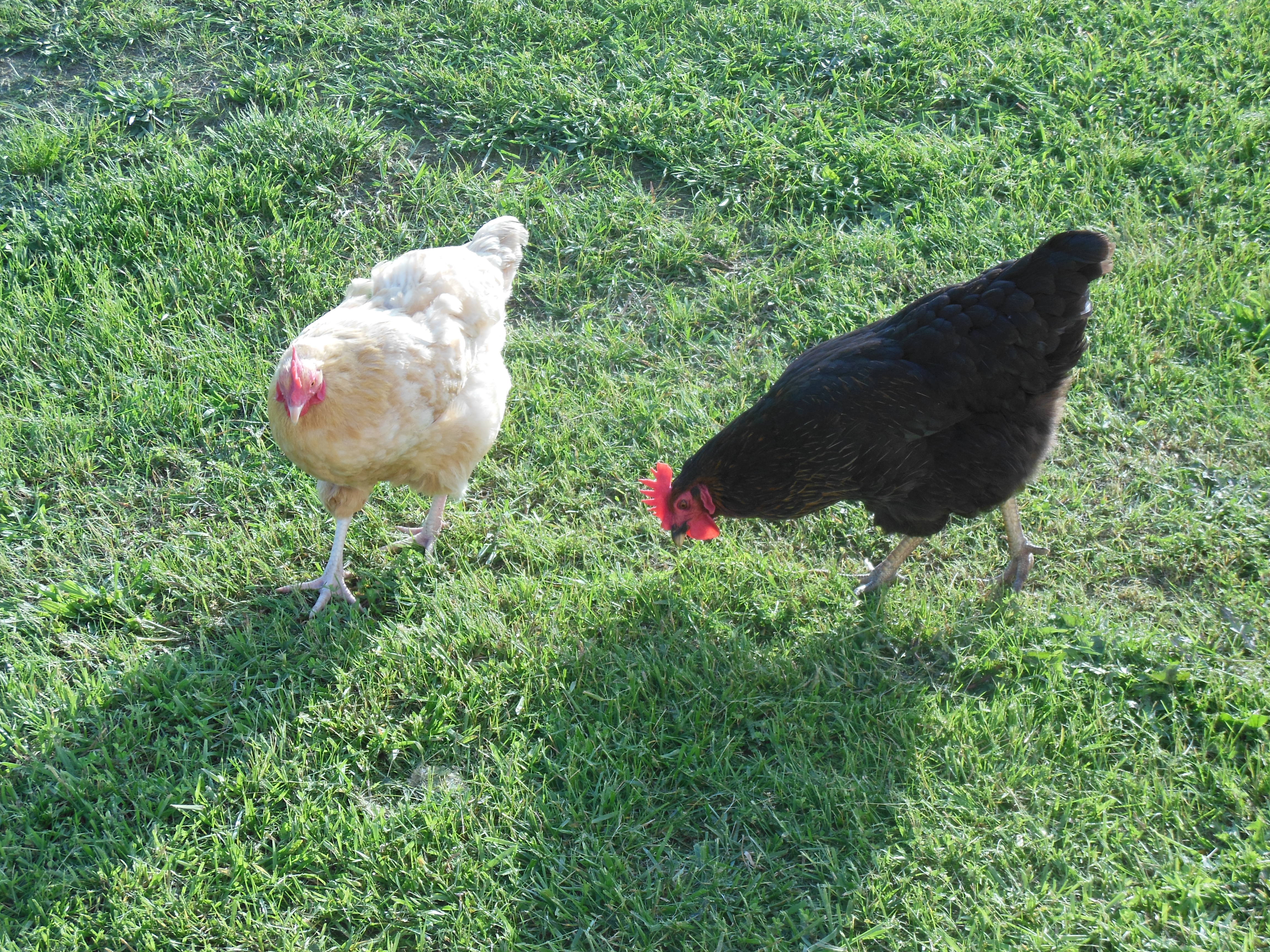This is Goldie and Bonnet.