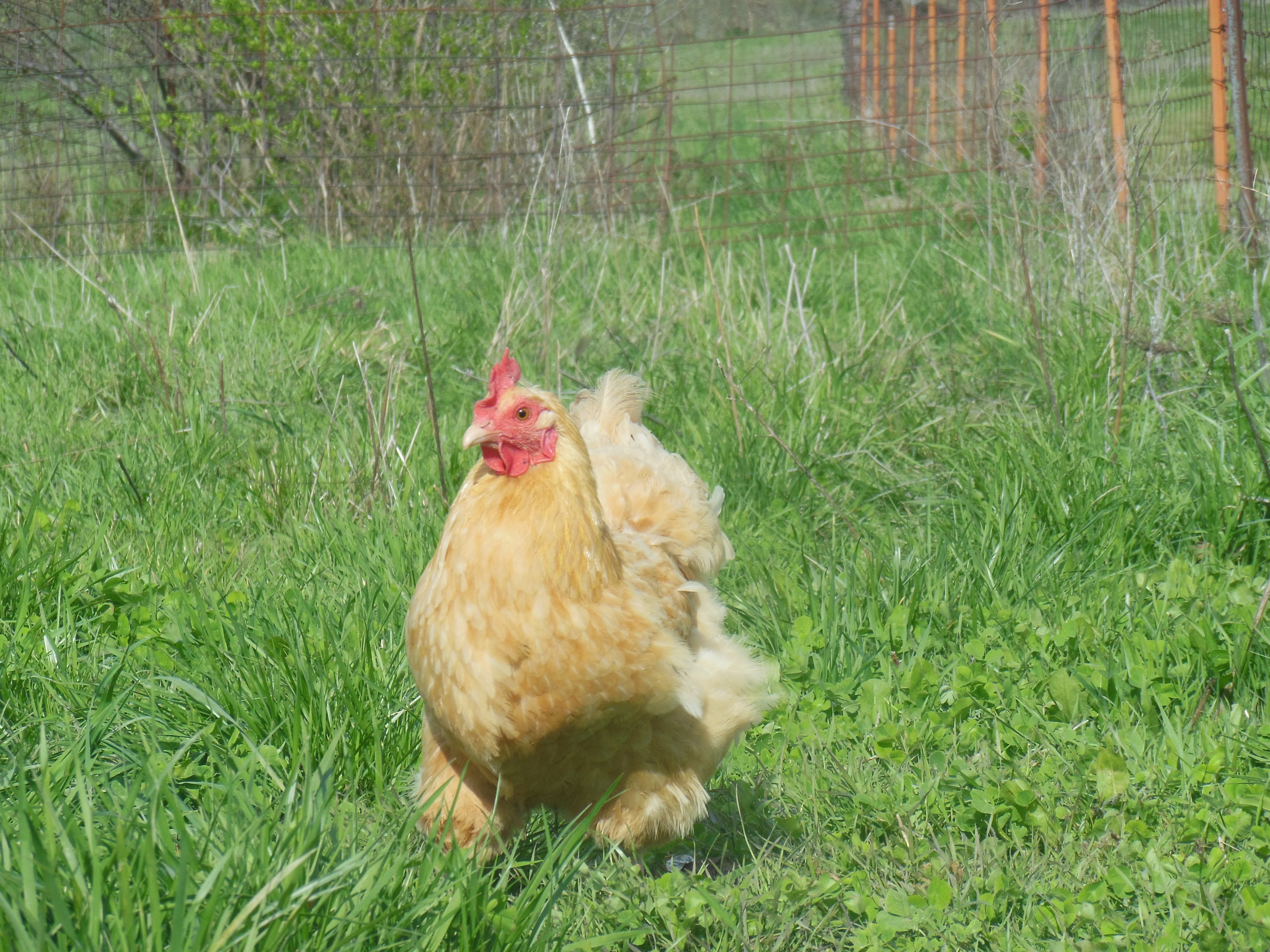 This is Goldie my Buff Orpington
