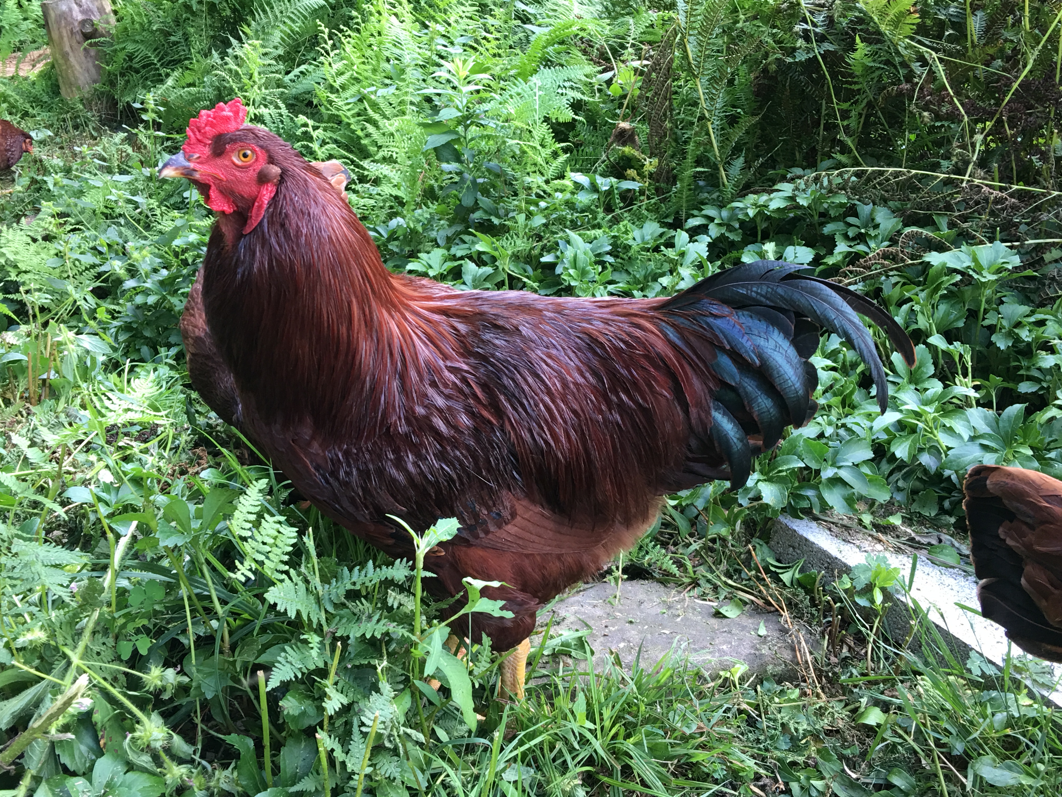 This is Gorgeous George