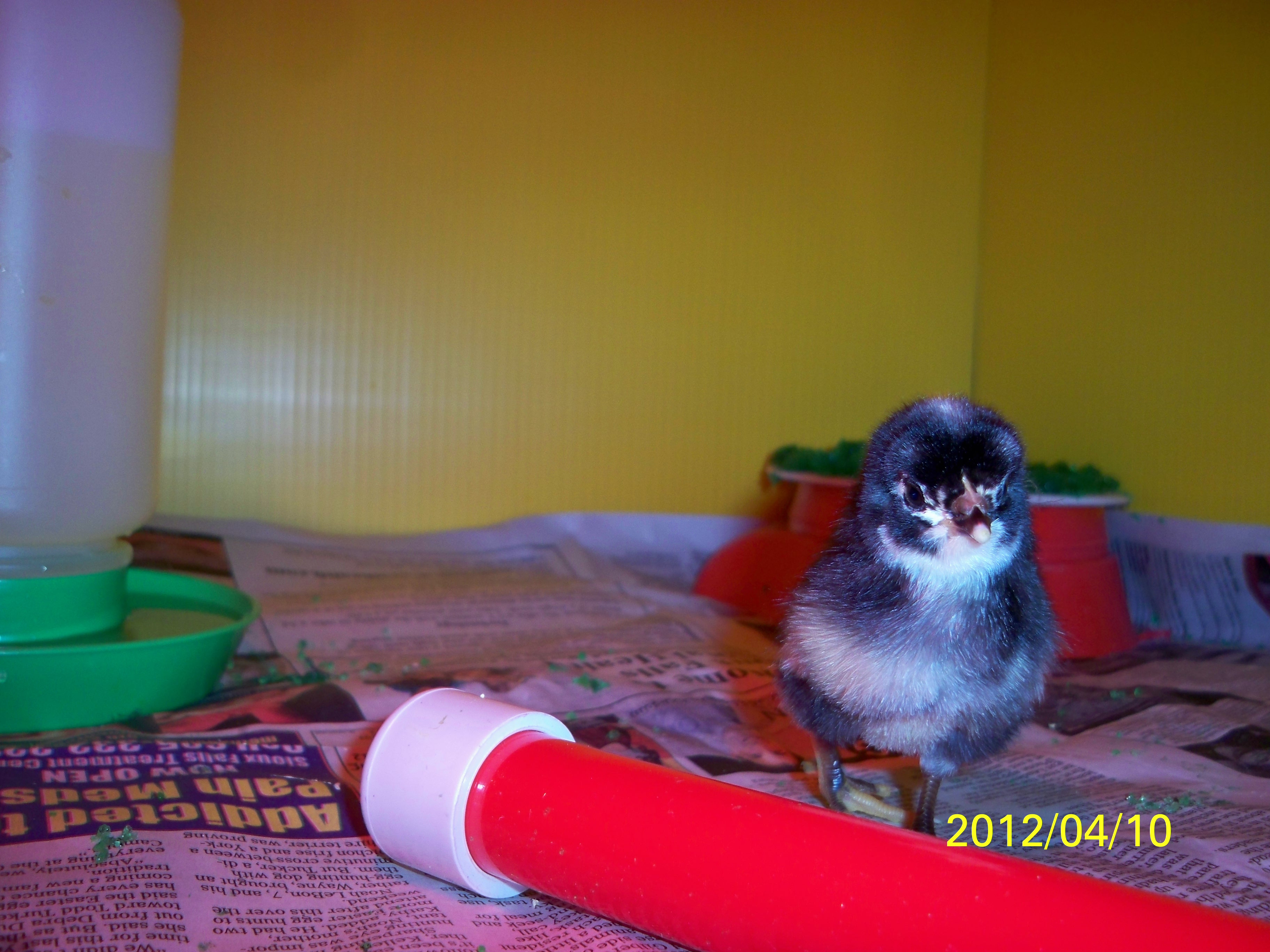 This is Gracey, my husband named her.  Isn't she cute!