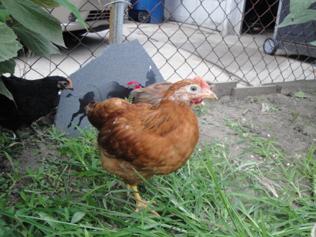 This is Graciella. She is a chick from Meyer hatchery, rainbow pullet pack. We are not sure what type she is.