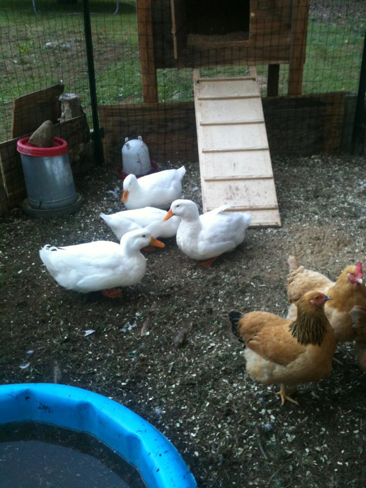 this is Gus and Henny Penny, and the ducks are, Drake, aflack, henrietta, and daisy.
