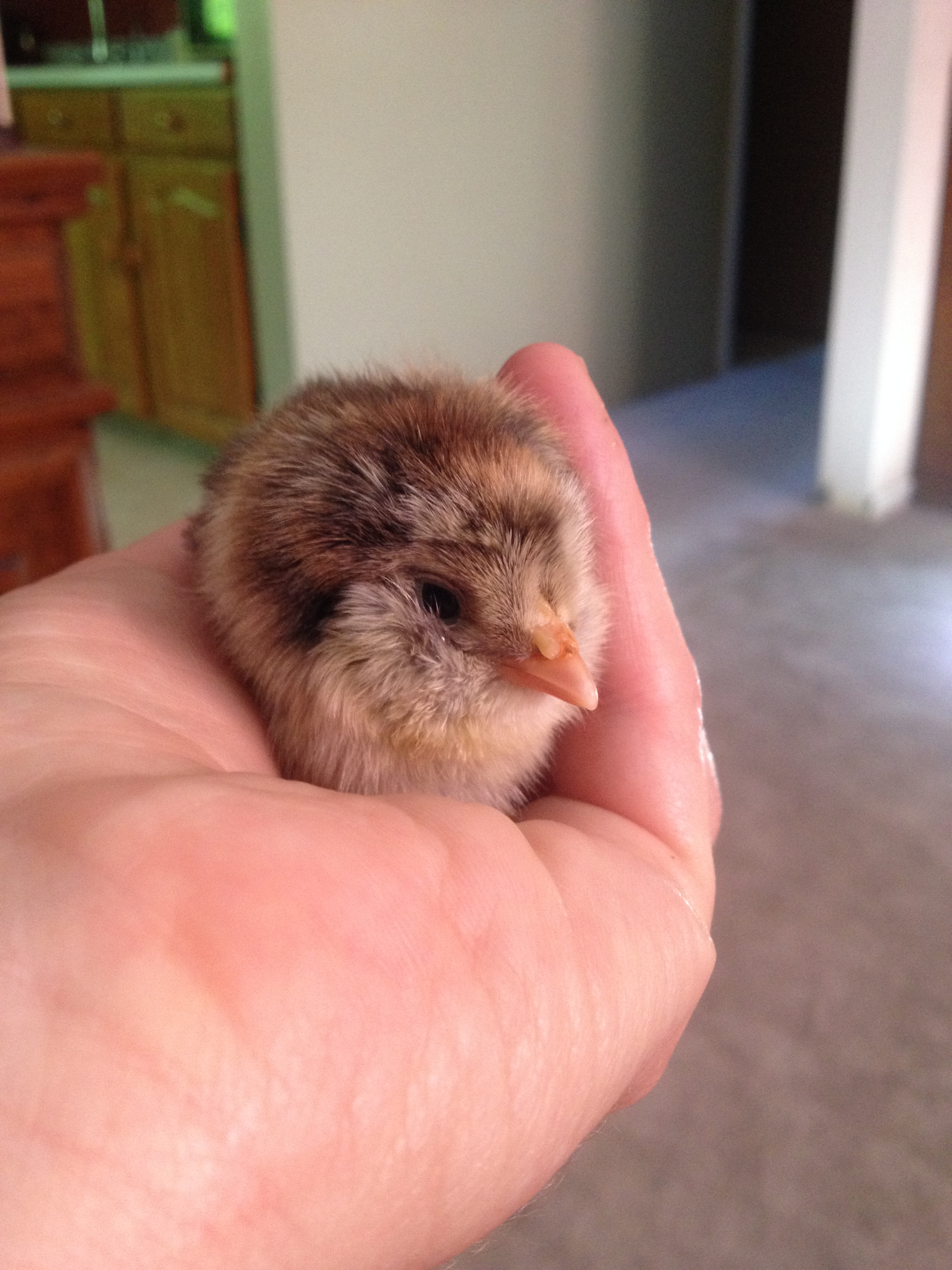 This is Handy, he didn't know how to eat or drink and I had to force feed him for three days before he learned to do so on his own.  He is now two weeks old and doing quite well, but is about a third of the size of his little flock.
