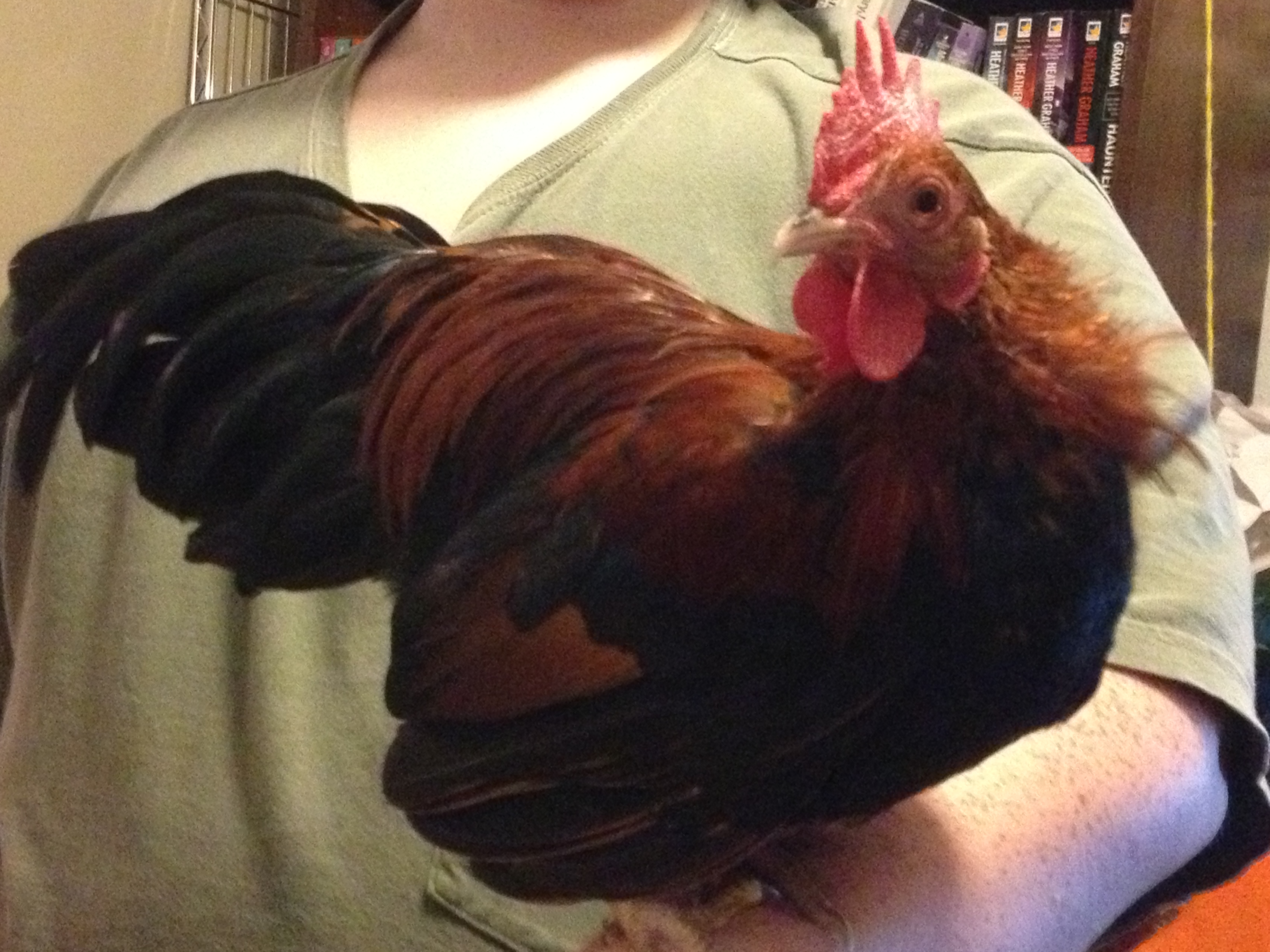 this is Hank, my serama rooster
we got a really good deal on him
