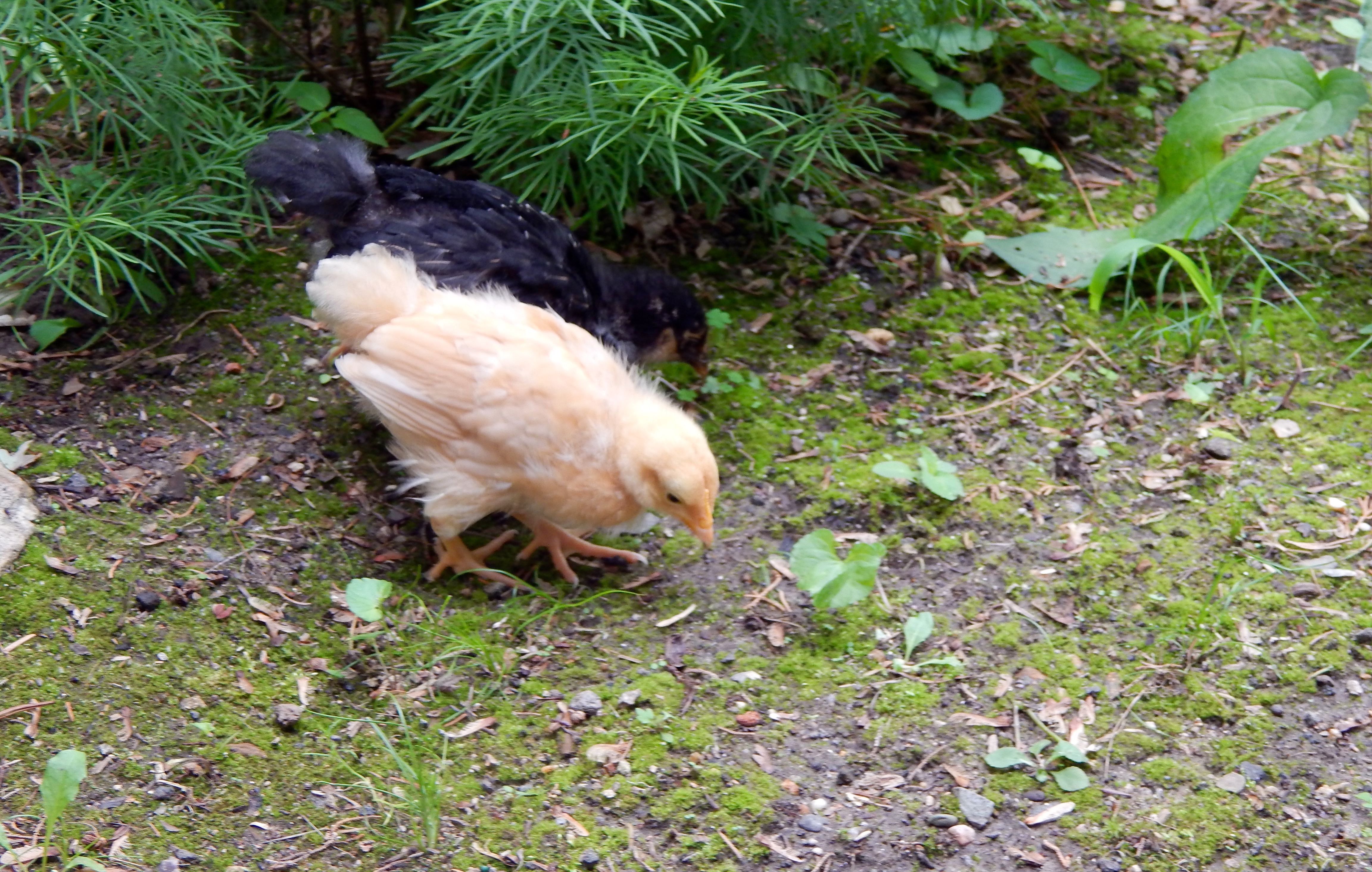 This is Hazel - Buff Orpington