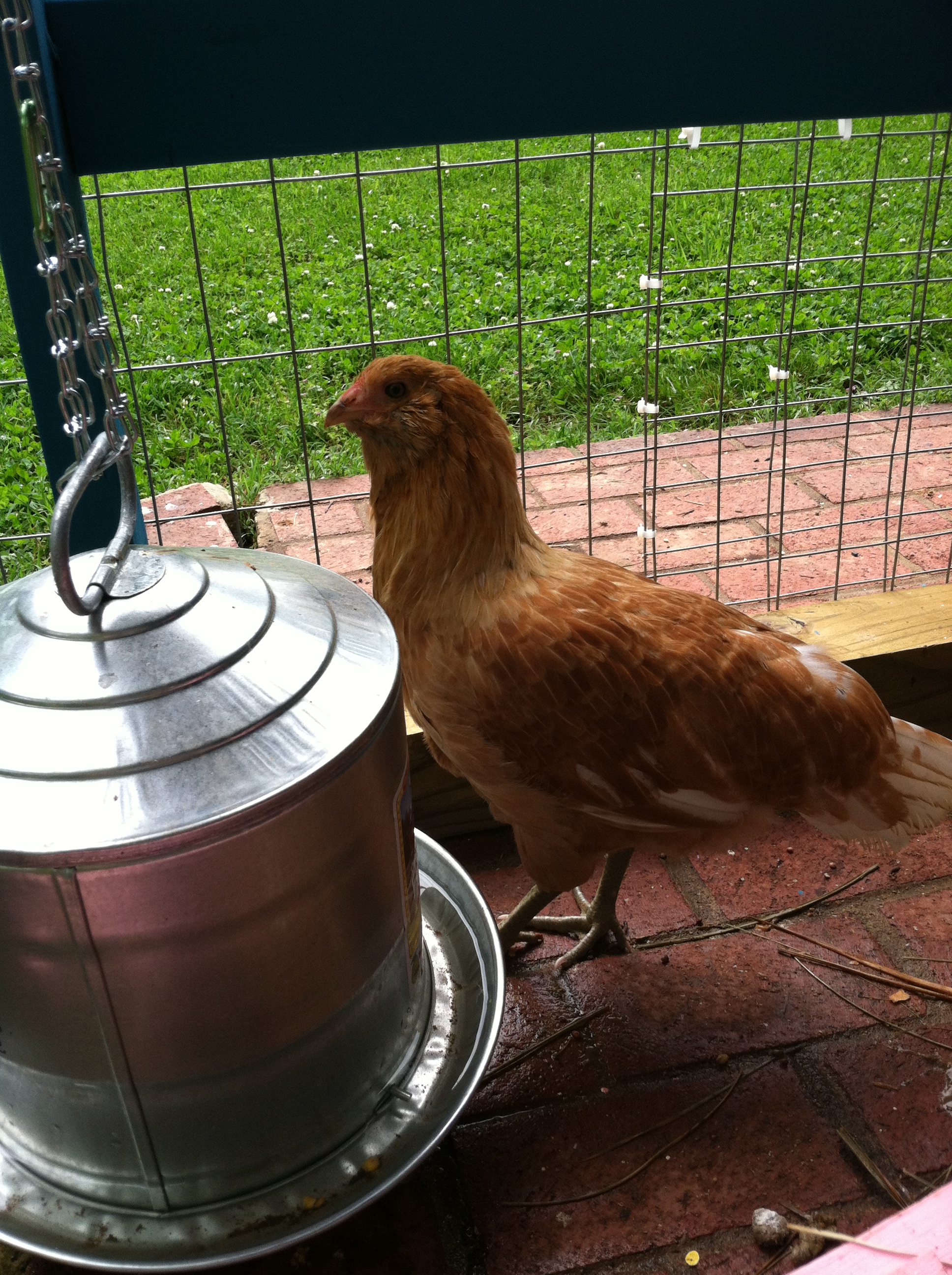 This is Hazel, my easter egger. She is beautiful in the sunlight.