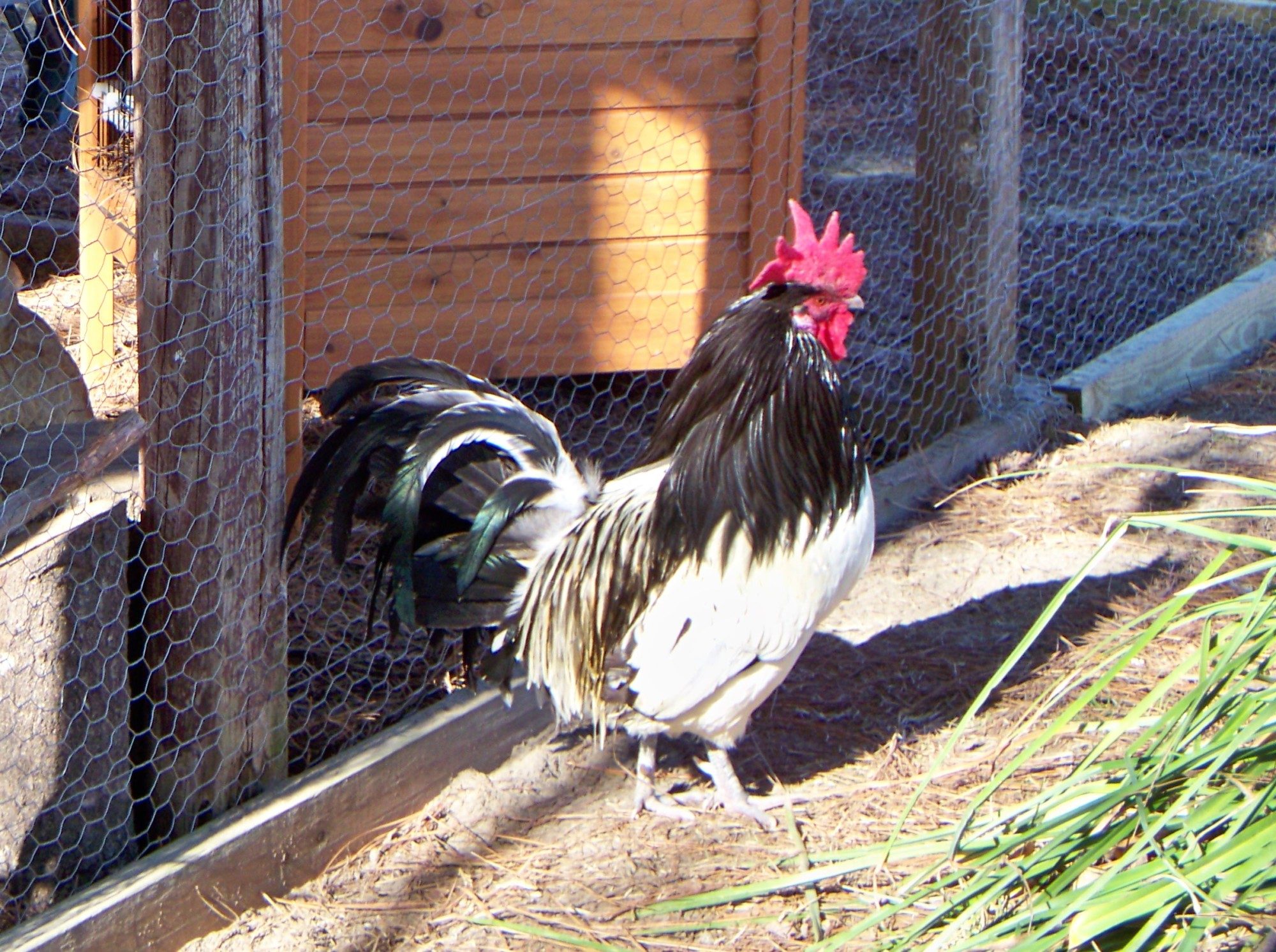 This is Henry. He is a Lakenvelder. Age unknown for he was a stray. Loves Peanuts. Protector of the girls.