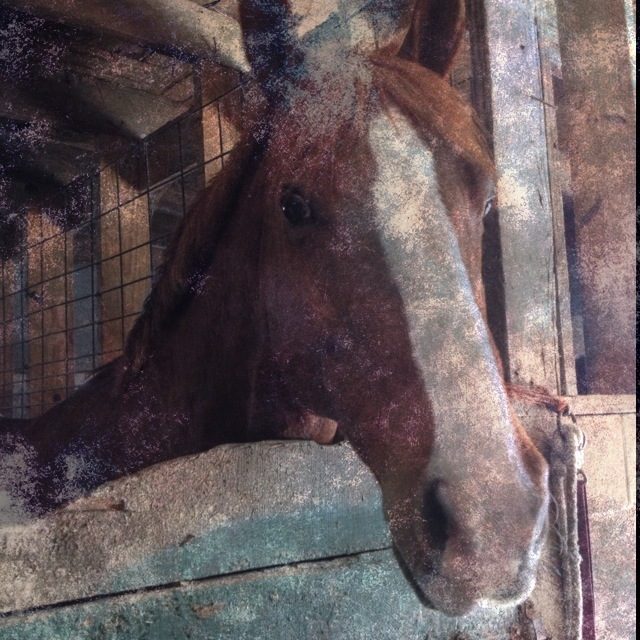 This is Hermen. He's the vet's horse, but is available for experienced riders.