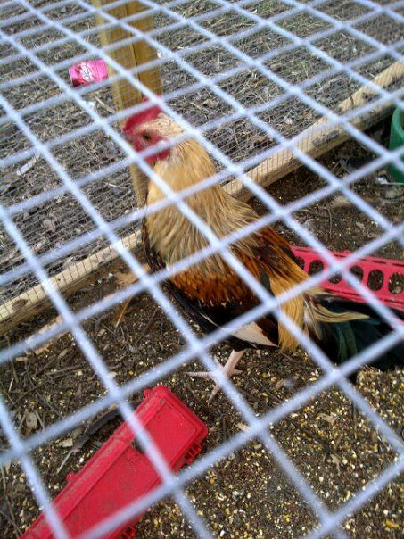 This is him this evening. I think his plumage is amazing but does he look like he has any faults for a duckwing?