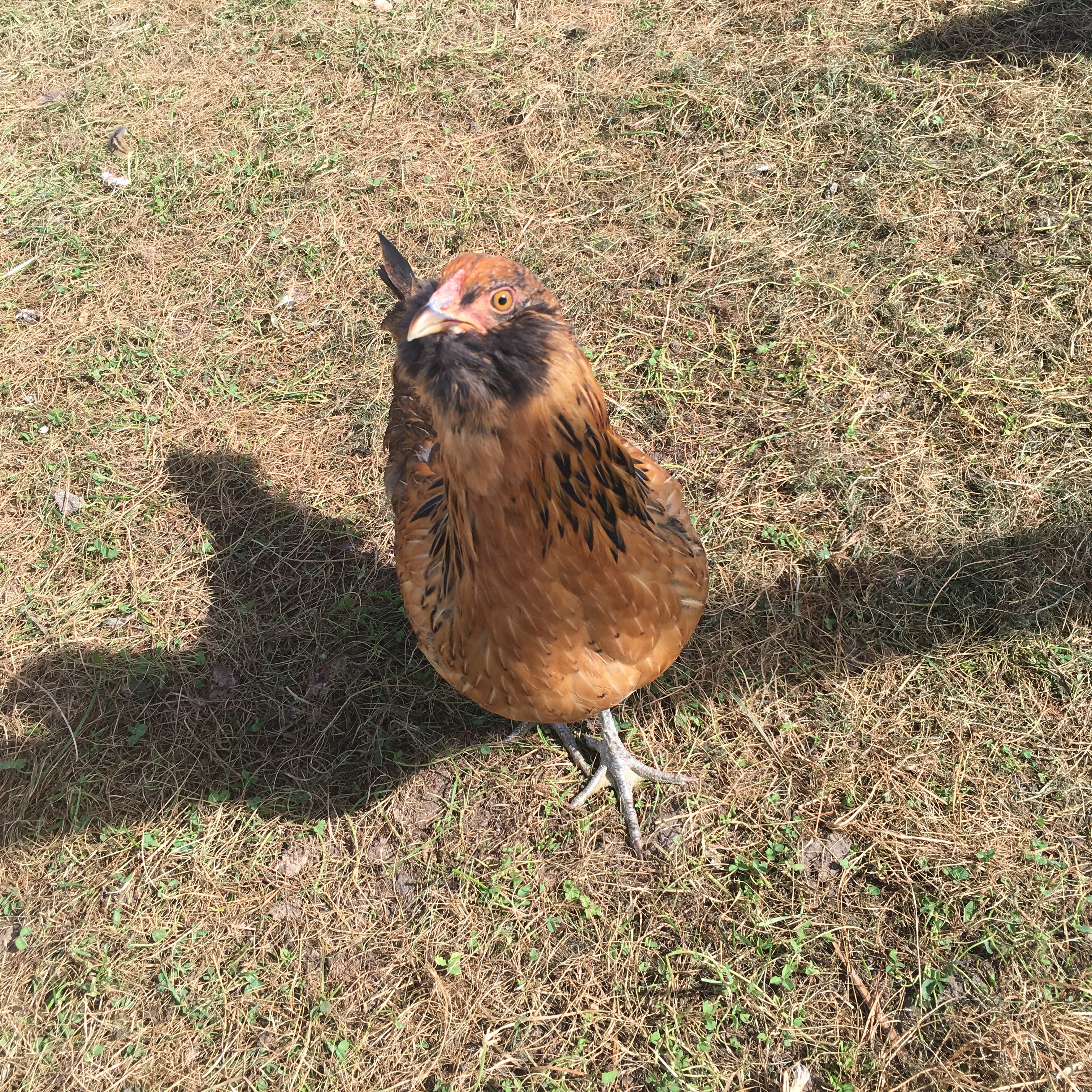 This is Honey our favorite chicken