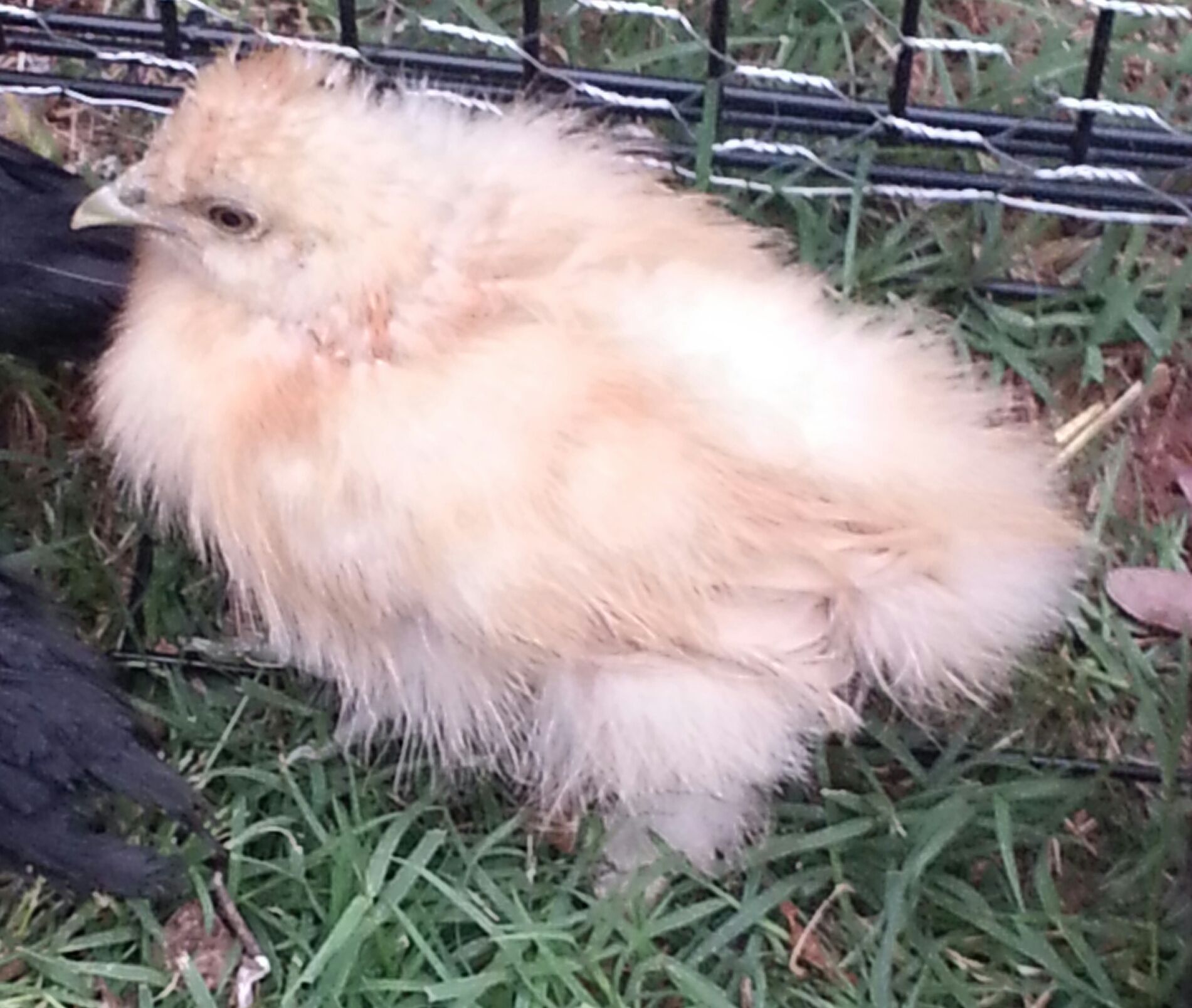 This is Honey. She is 1 of our 5 Bantams. Still trying to figure out what breed she is. Our guesses are Brahma or Cochin, cause she has feather feet. Unlike the other 4 she can not fly yet, or at least not very well, not like the others.