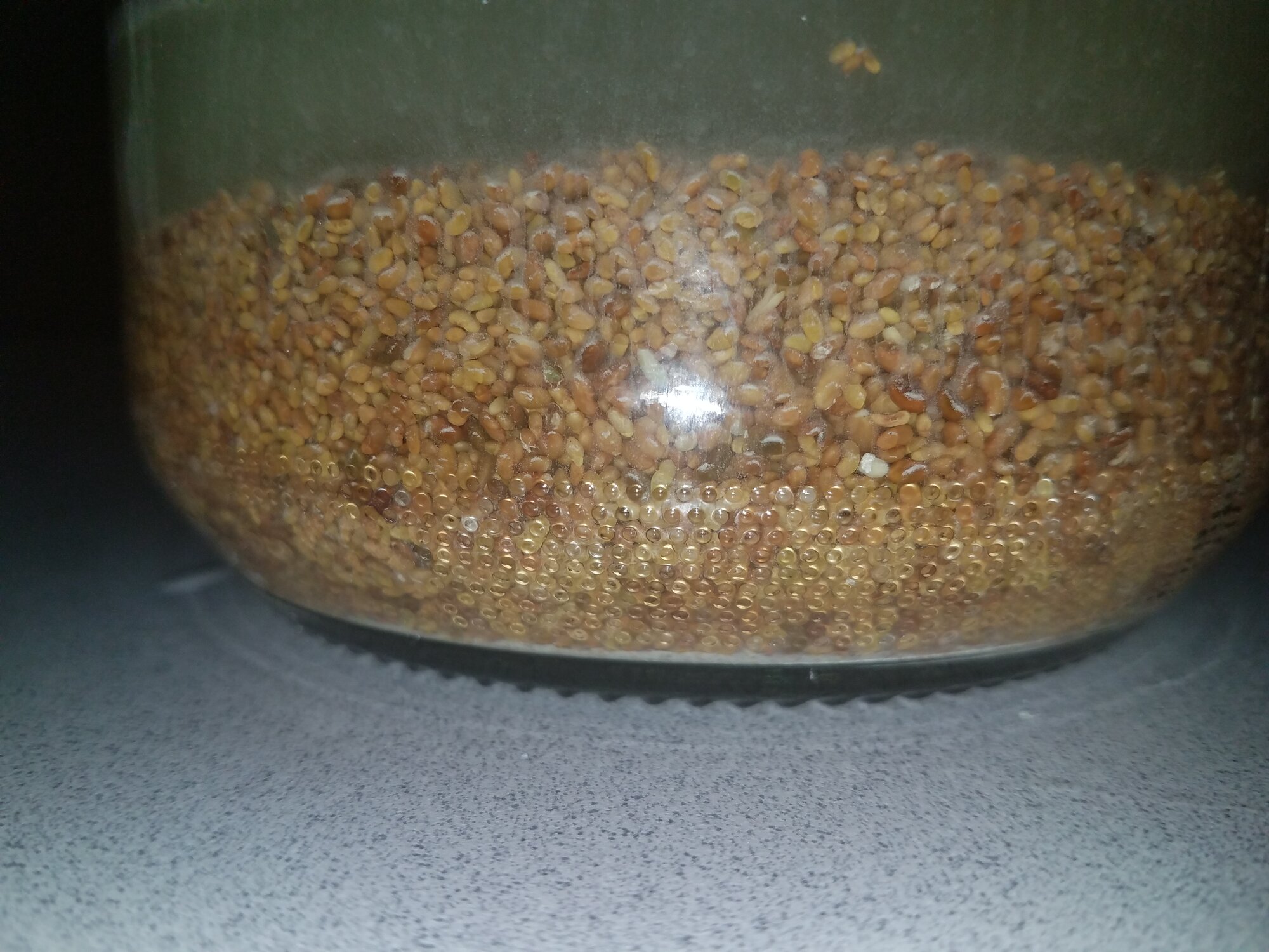 This is how Alfalfa seeds should look like! - Soaking…