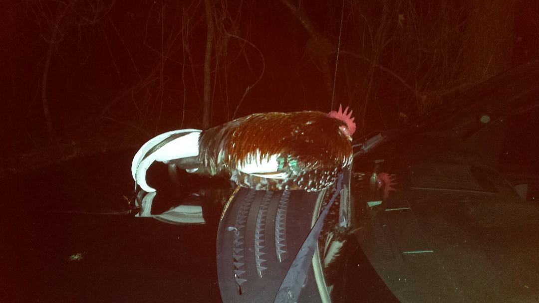 This is how Bobby entered our lives.  Literally dropped from the skies onto the hood of my hubby's truck in the middle of 750 acres of wooded hunting land.