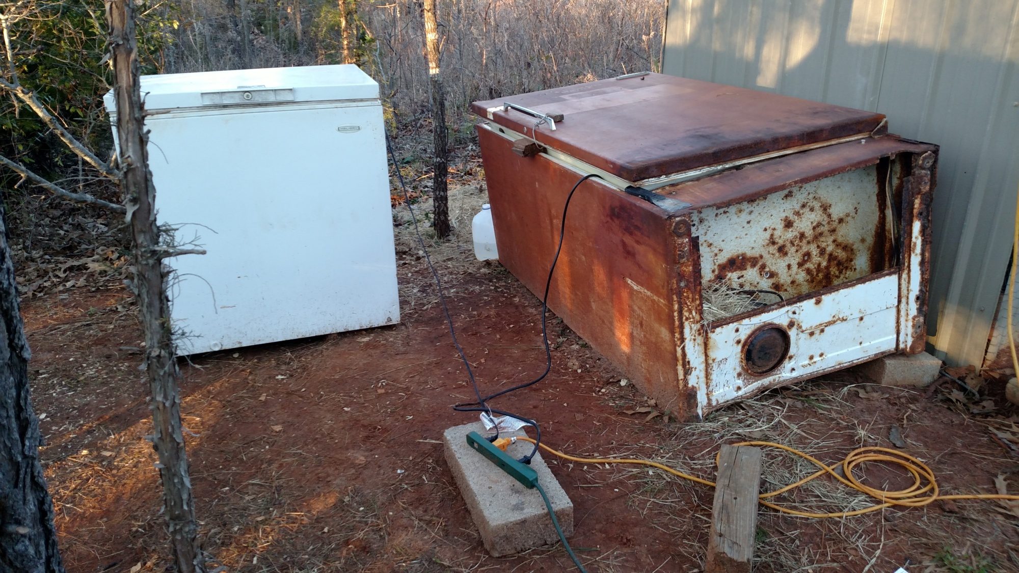 This is how I am raising chicks once they come out of incubator, before they go into hen house.  Looking for couple more old used not working freezers anyone close wants hauled off.  The old rusty freezer was my dad's.  He had it for 30 years b4 I claimed it from estate.  Dad lives on!!  Need to keep chicks in freezers few more weeks in winter apparently.