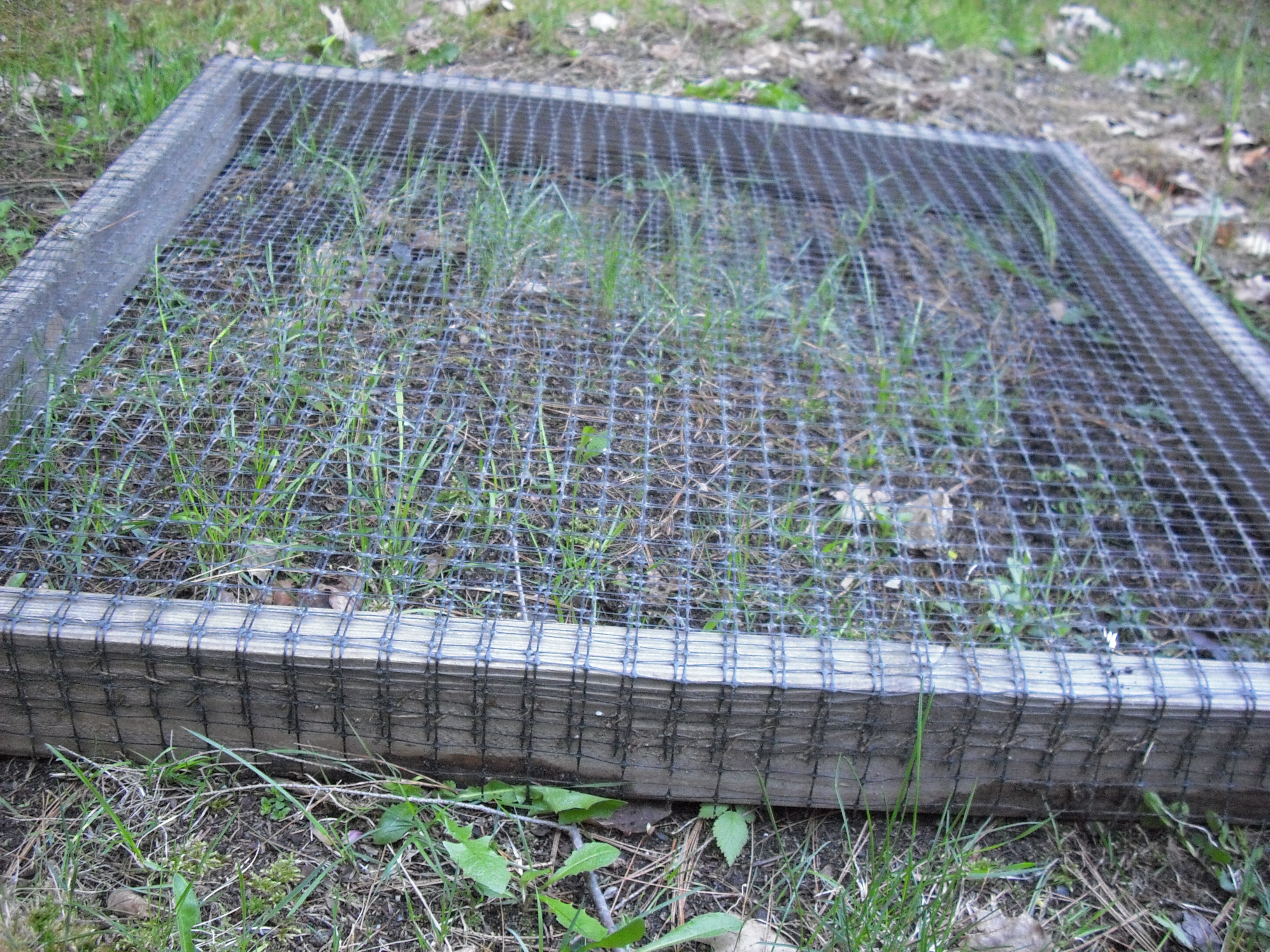 This is how I give my girls some grass.  Its made from 2x4's=4x4 feet square w/ 1x1 deer netting from Lowes on top.  I lay it down where I want it, w/ bricks in the center, to keep the girls from stretching the screen apart when they get on top.  I sprinkle loam into it and then I sprinkle in some grass seed.  Water n wait, and in a few weeks their eating what's sprouting threw and as it grows they keep it trimmed!  I pick up and carry to another spot once I want to give them the royal treatment!