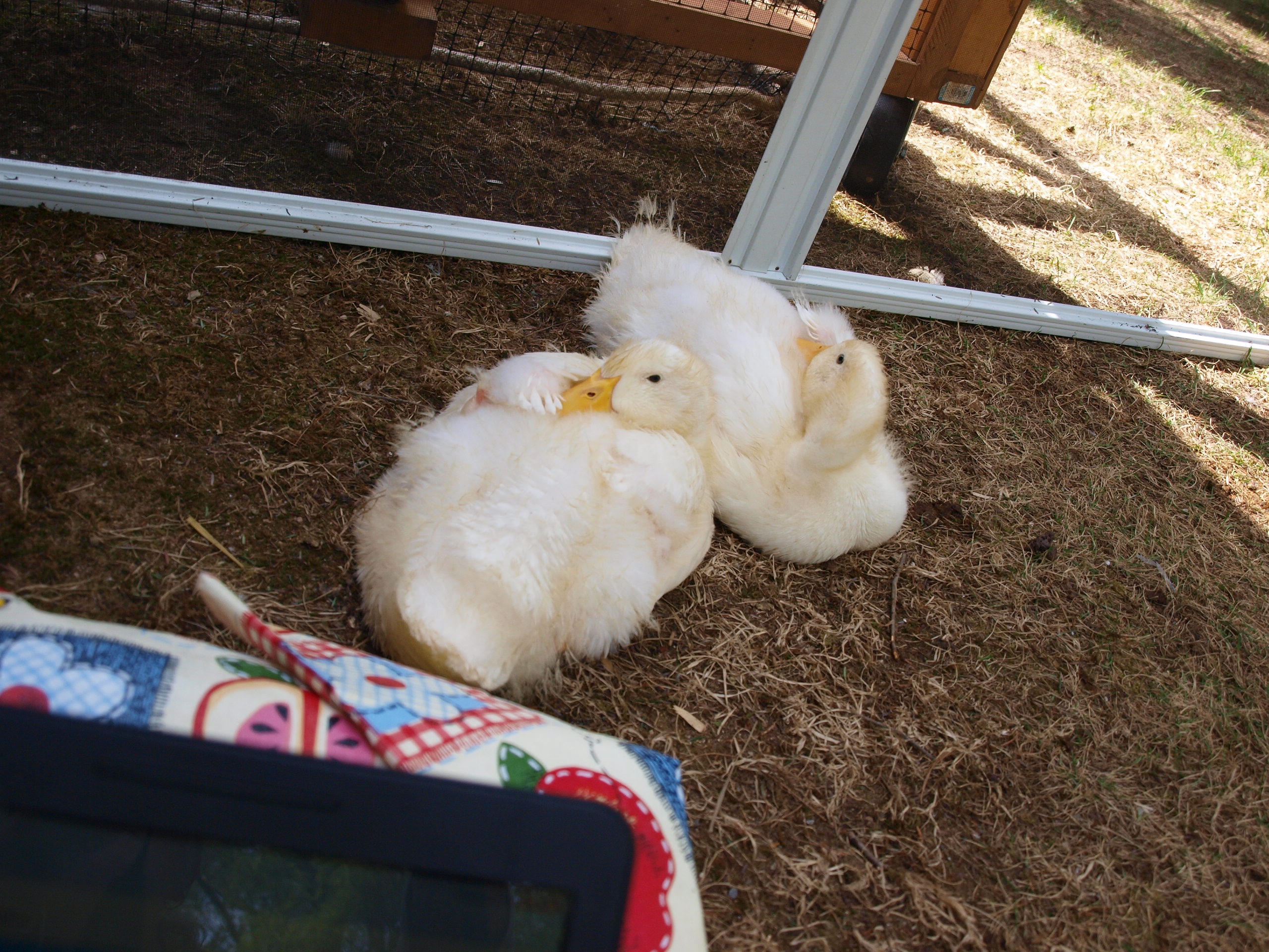 This is how I try to spend some quality time w/ them.  I move the screens to a clean spot and lay out a plastic tablecloth so should they want to come up to me it's easier to clean than a blanket! ;)