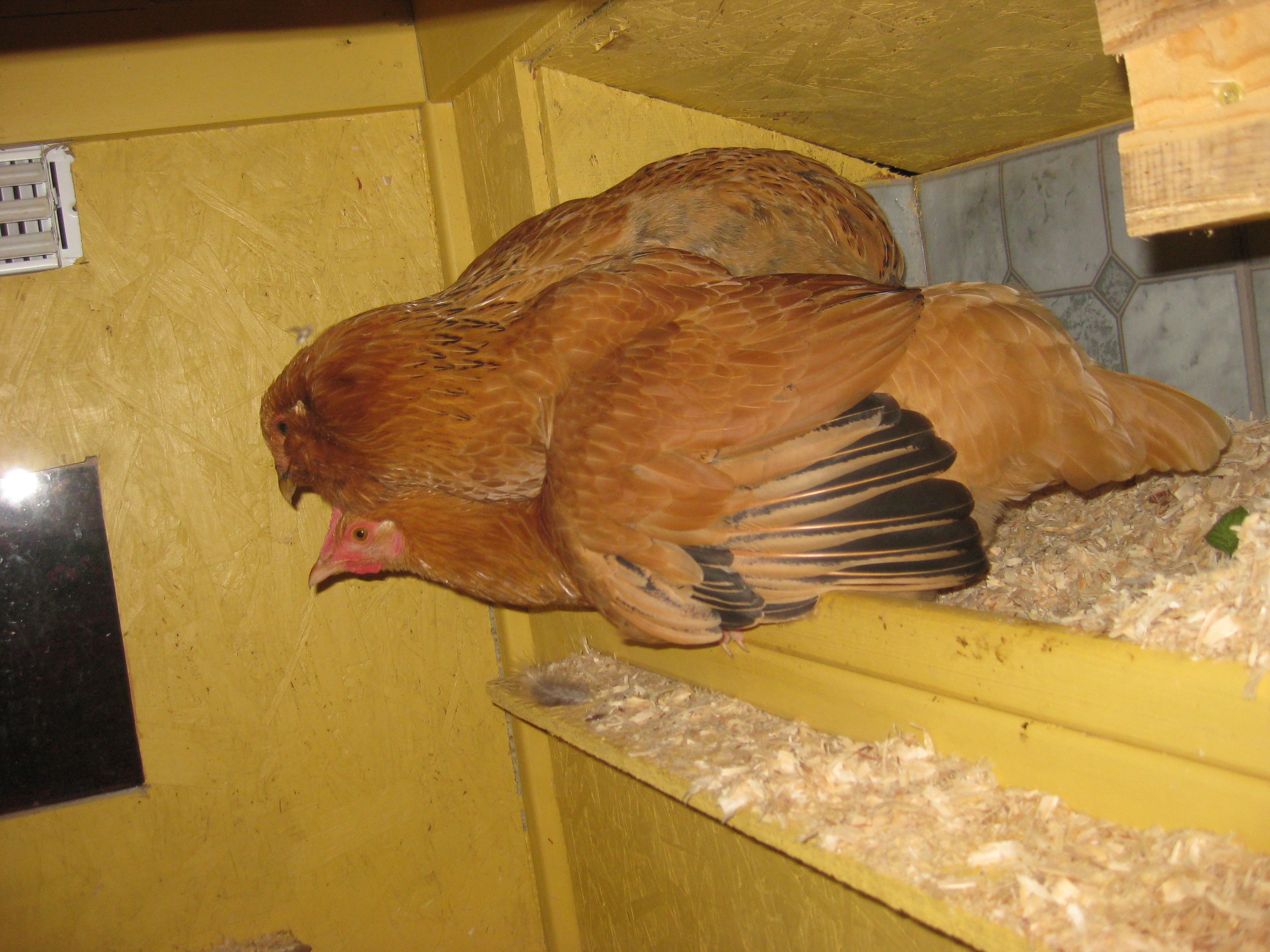 This is how my chickens sleep at night!  The big one is Coco and the one under her wing is Sunny.  Sunny actually snuggles up under Coco's wing!  I just LOVE these 2 girls so much!  That's Sunny peeking out!