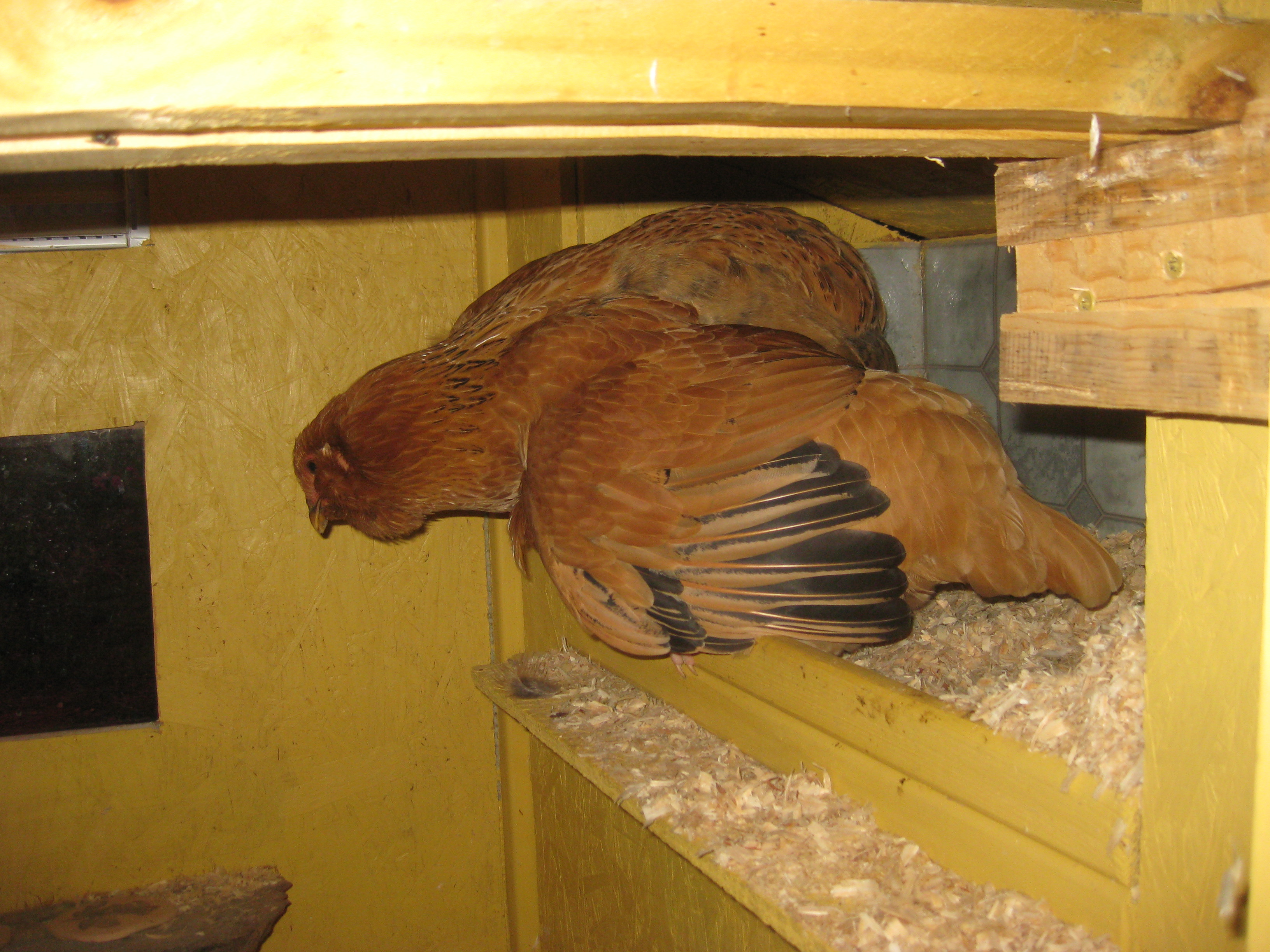 This is how my chickens sleep at night!  The big one is Coco and the one under her wing is Sunny.  Sunny actually snuggles up under Coco's wing!  I just LOVE these 2 girls so much!