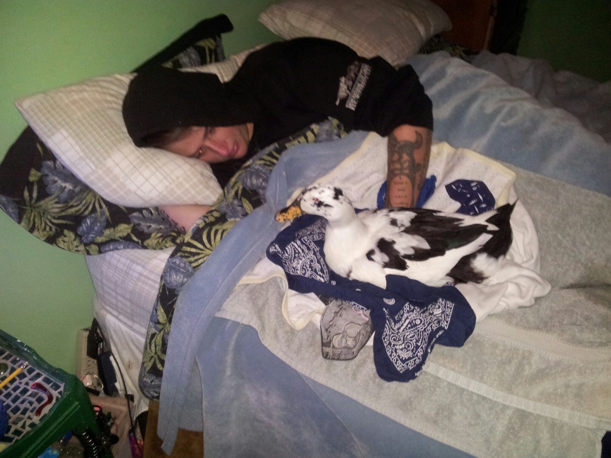 This is how we sleep at night now....she makes a nest with towels....bananas.....sheets......whatever is around, and she lays on my hand all night.