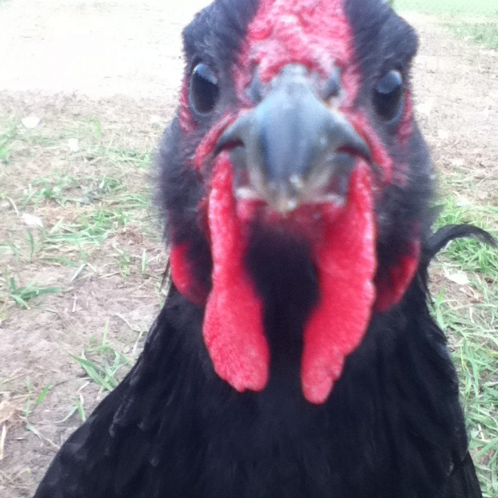 This is Jack... we had to put him down because he was very aggressive and he had crooked toes...he was and still is my favorite rooster