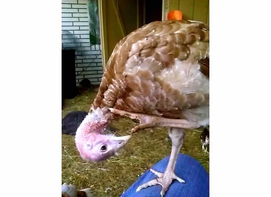 This is Jakers (I know, very original.  He is my Red Bourbon Tom.  He is very, very serious about his Tomming.  He is friendly, protective of his flock and beautiful.  He is about 5 months here, so still a little gawky.