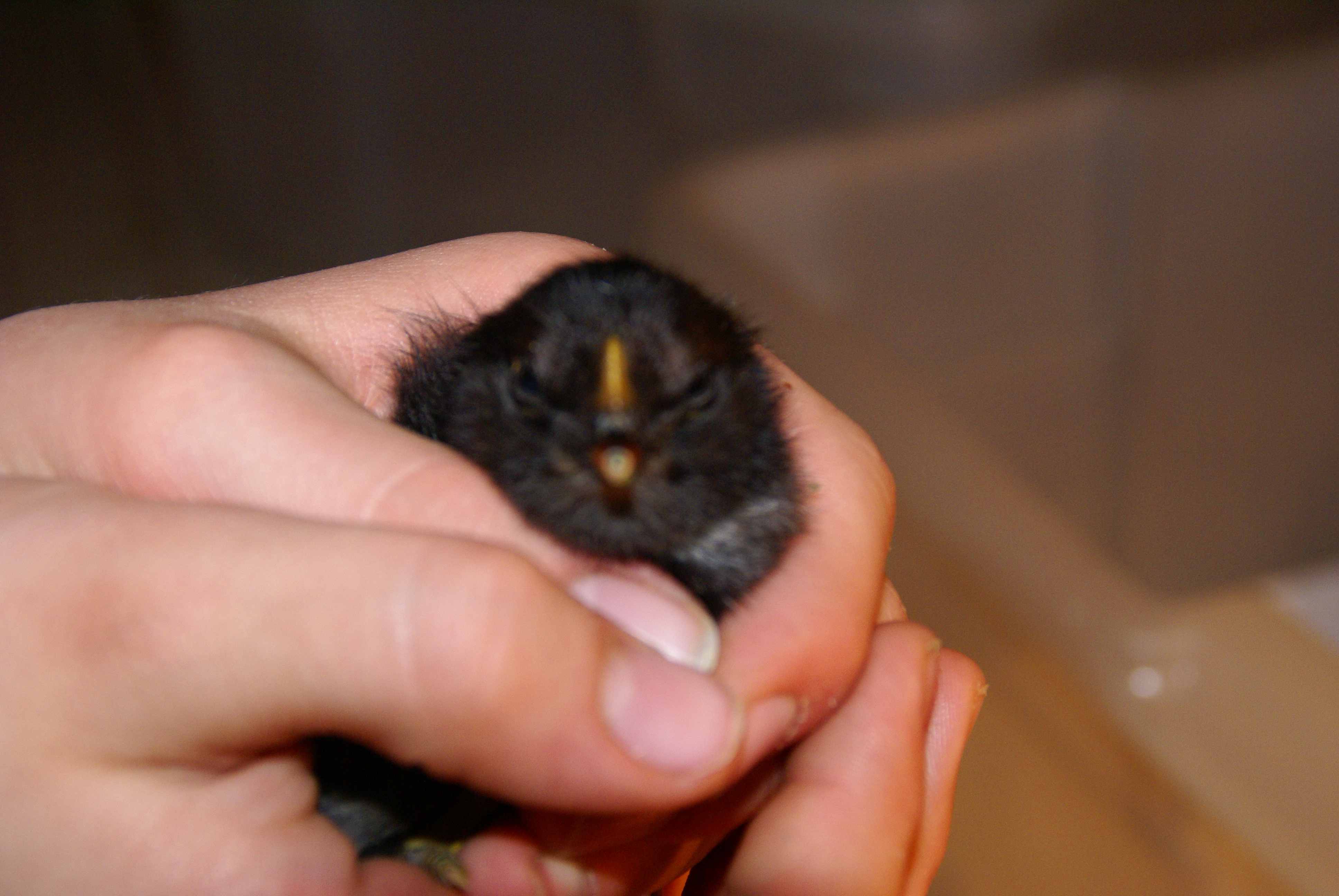 This is Jasper when he first hatched