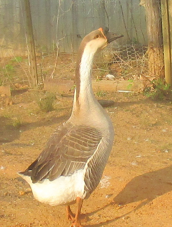 This is Jerry, my African Goose.  He is the father of whatever goslings are going to be hatched by Georgette, the Domestic Hen.