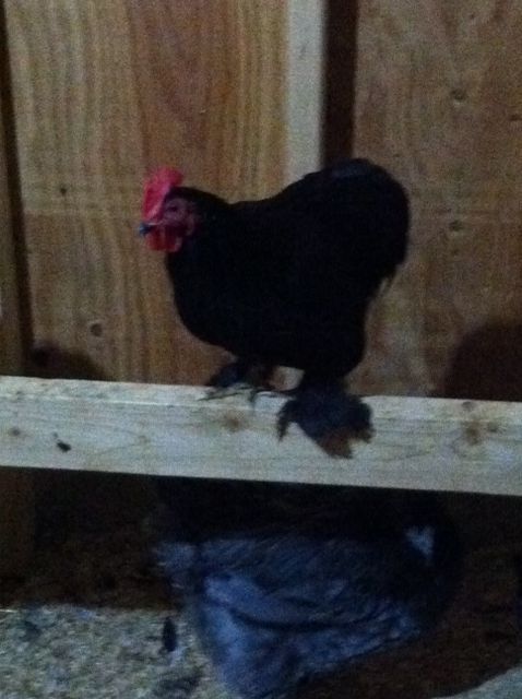 This is Jersey, he's a little black bantum rooster.  He's the herder, he make sure the girls get back in the coop at night or if there's a critter outside the run.