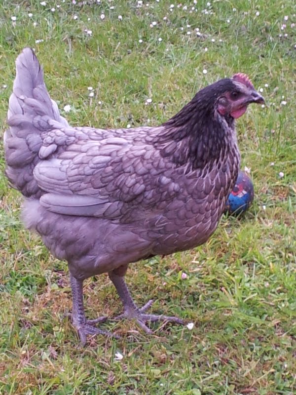 this is jim....she is a bit of a bully and not too smart she has very big feet and the vet thought she was a cokrel "at first" because she was so big!!!.