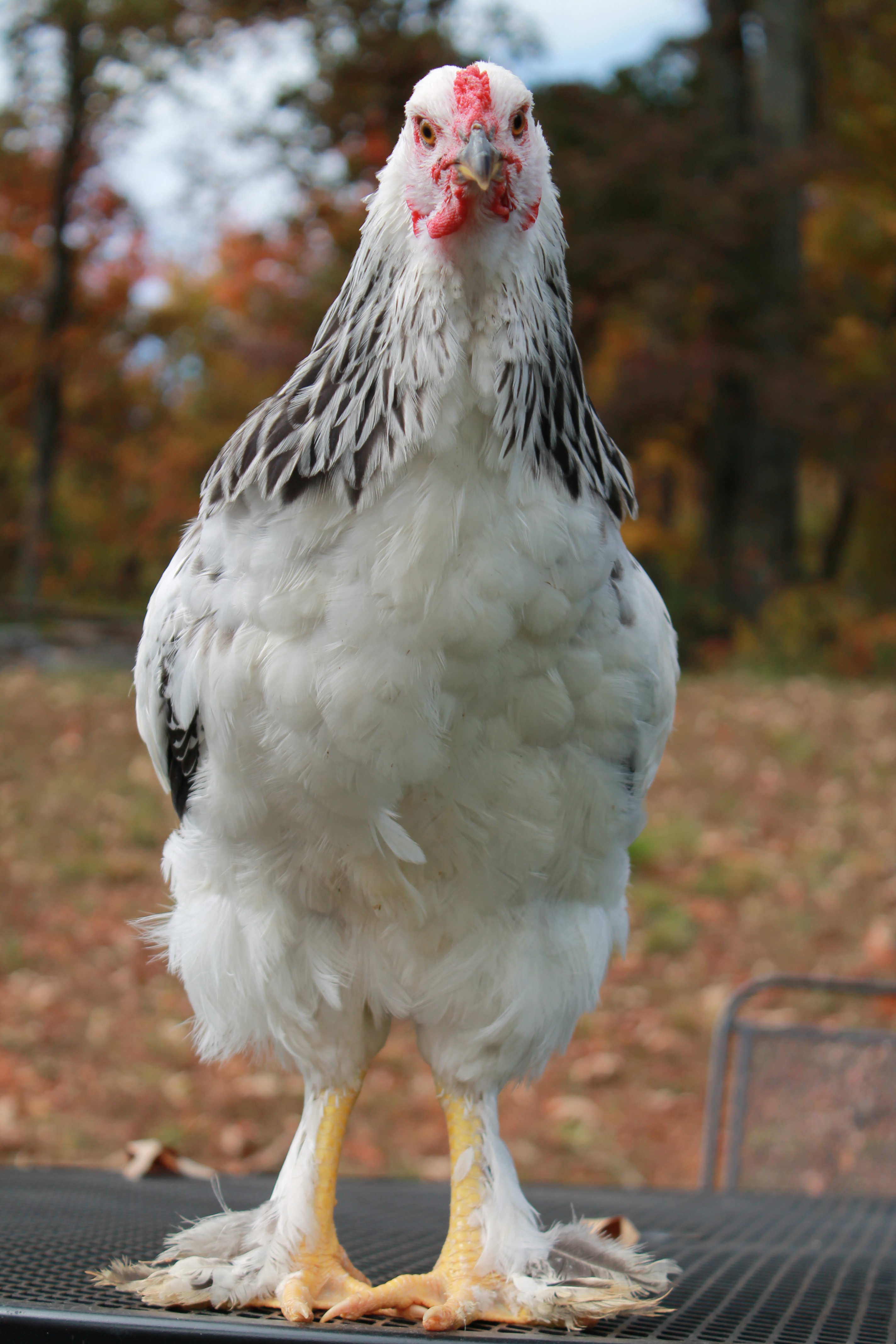 This is Jiminey