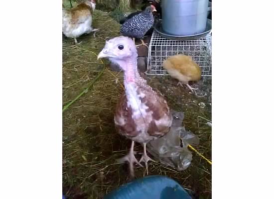 This is Joey, one of my Red Bourbon hens.  She is gorgeous, friendly and curious.  She is named Joey because as a poult she loved nothing more than to ride around in the hood of my coat like a kangaroo.  She still doesn't quite accept that she is too big for this.  She is about 5 months here.