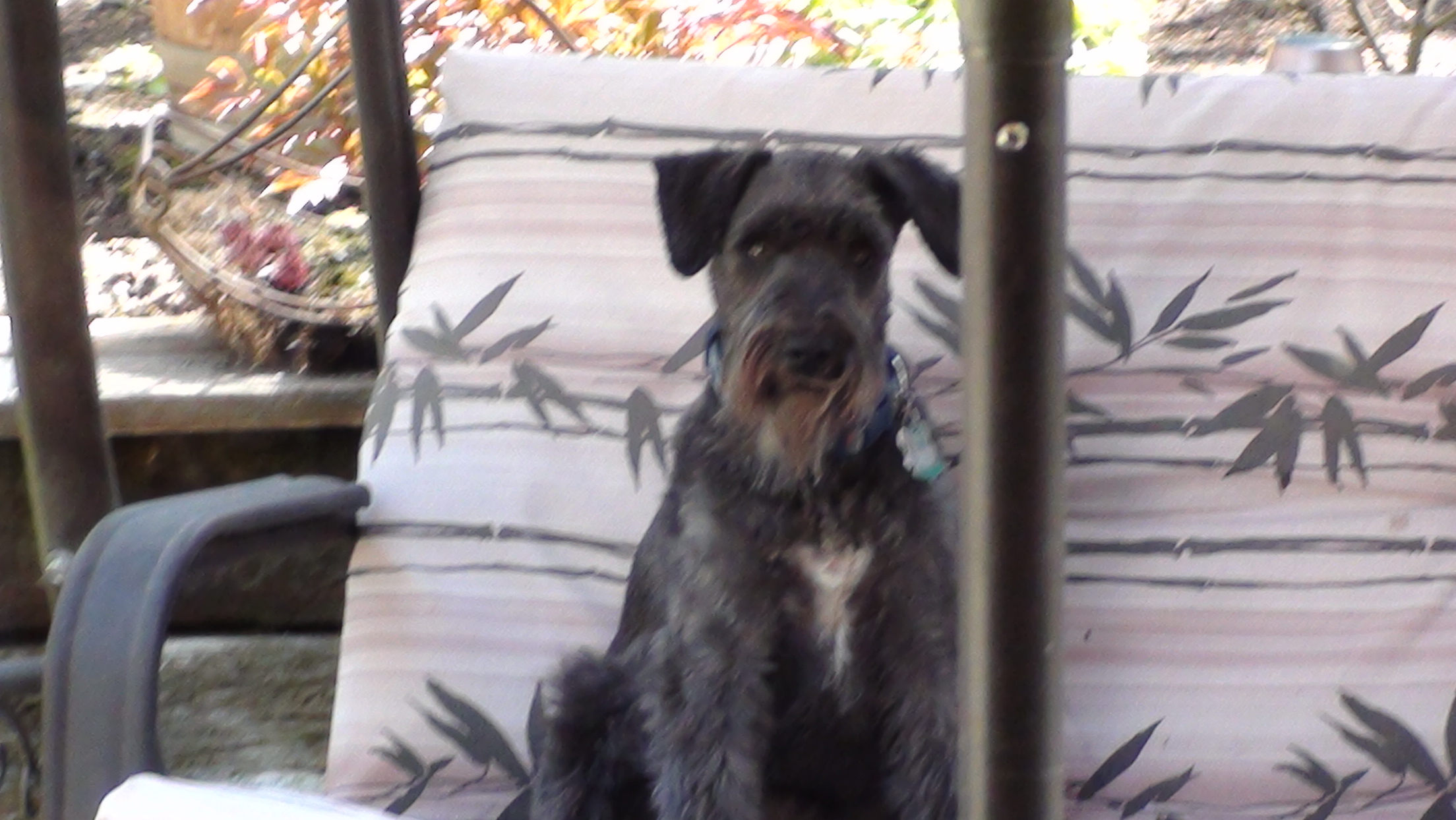 This is Joey (the clown) another Schnauzer