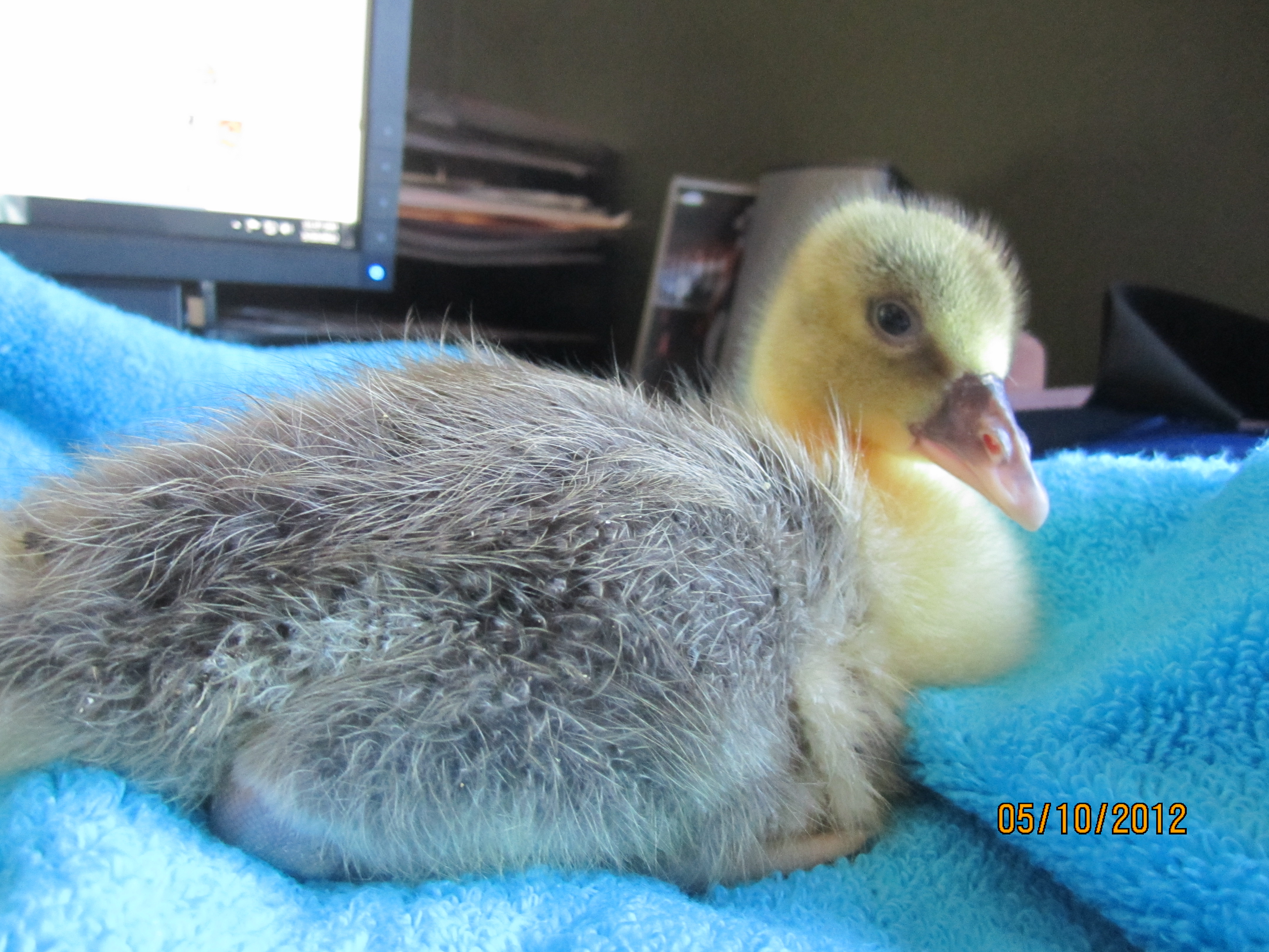 This is Katerina, female Sebostopel. Adopted from Priscilla at Woolfarm.com in Marshall, WI.  Got to see the adults at her farm, she had 6 to choose from.  This little one has a dark gray feather sprout at her lower back.  Hoping she will be solid gray or saddleback gray.  She is a sweetie. Loves to play.