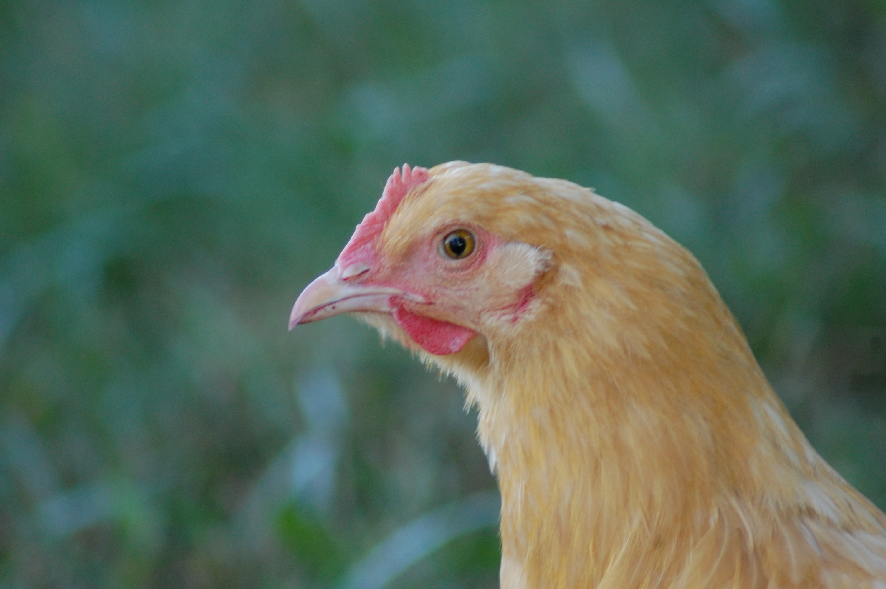 This is Kay. She is so much like my chicken Mable, but is only 6-months old. She loves to be held and is very friendly.