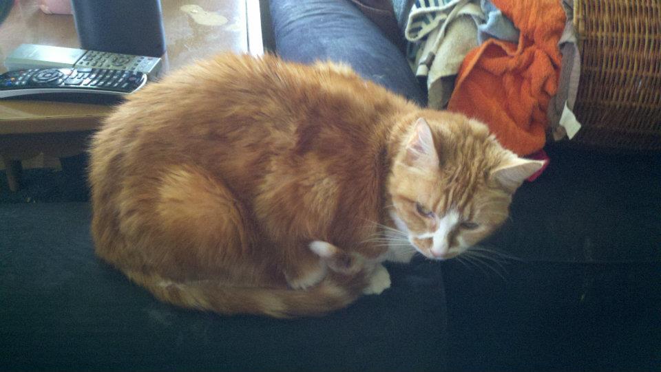 This is Killer... She is 11 y/o and weighs around 20 pounds... she loves her belly rubbed when she is in the right mood :-)