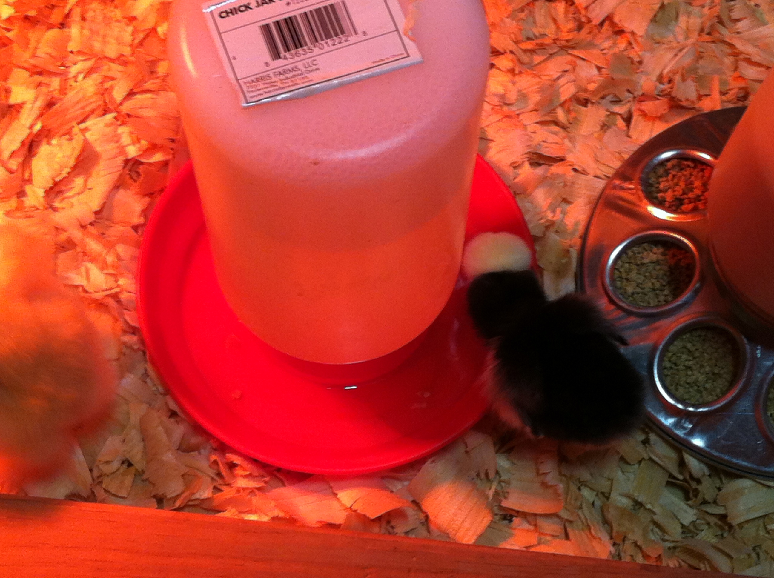 This is Kim's White Crested Black Polish at 2 days old.