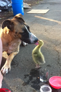 This is Kodi, my bonus dog (german shepherd mixed with GREAT DANE) last year. April 2013. I cannot remember if this is Bonnie or Clyde.