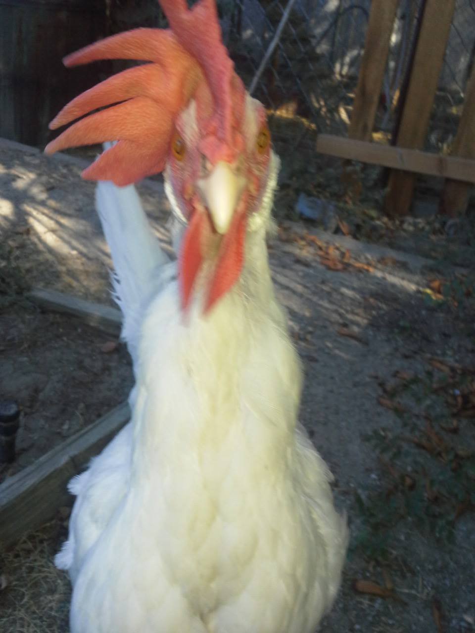 This is kung pow! My spunky one.