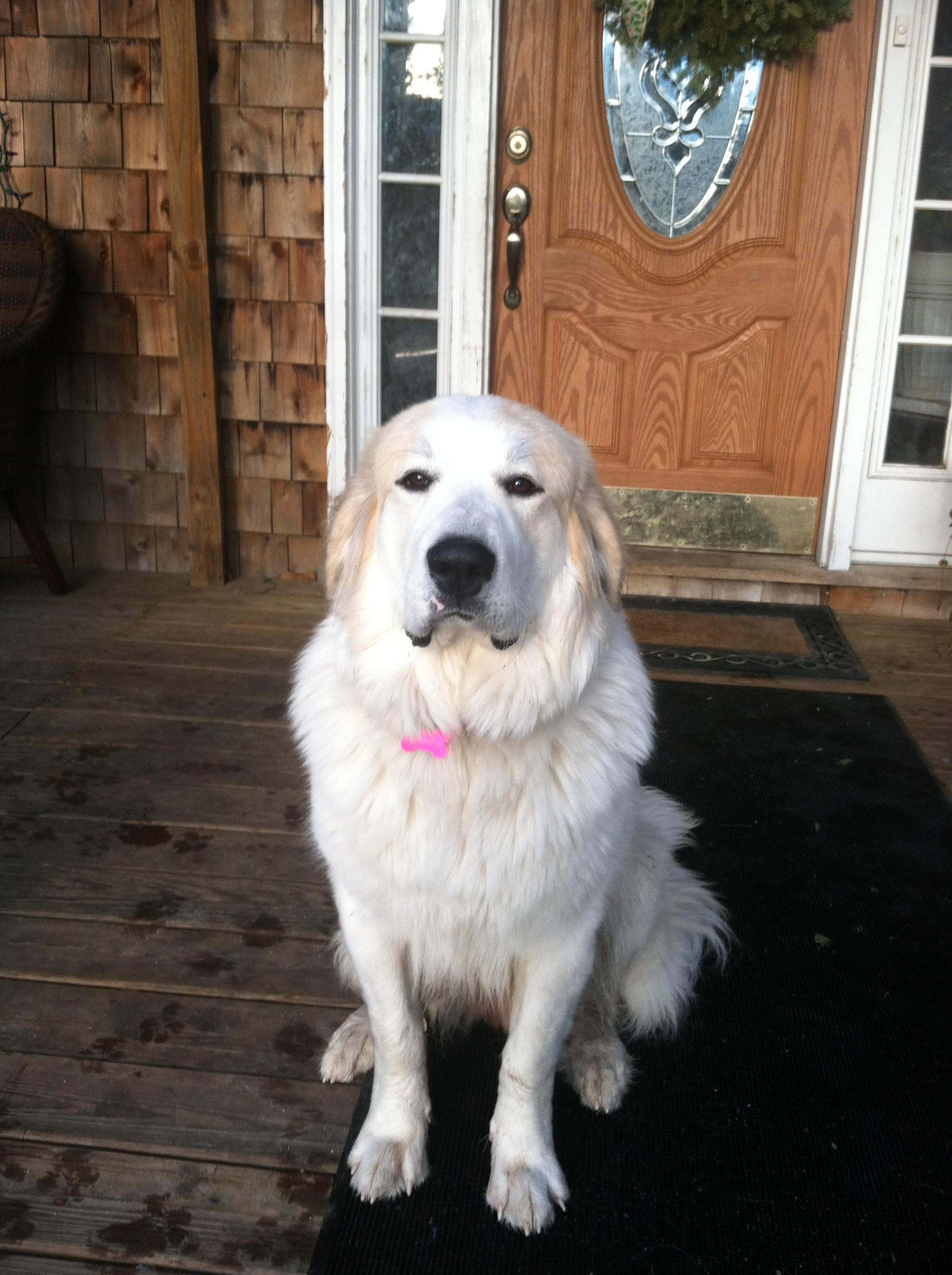 This is Lacy's Mom, Annabelle!  She weigh's 110 pd's, has a badger face and is truly friendly with a keen eye to protect!