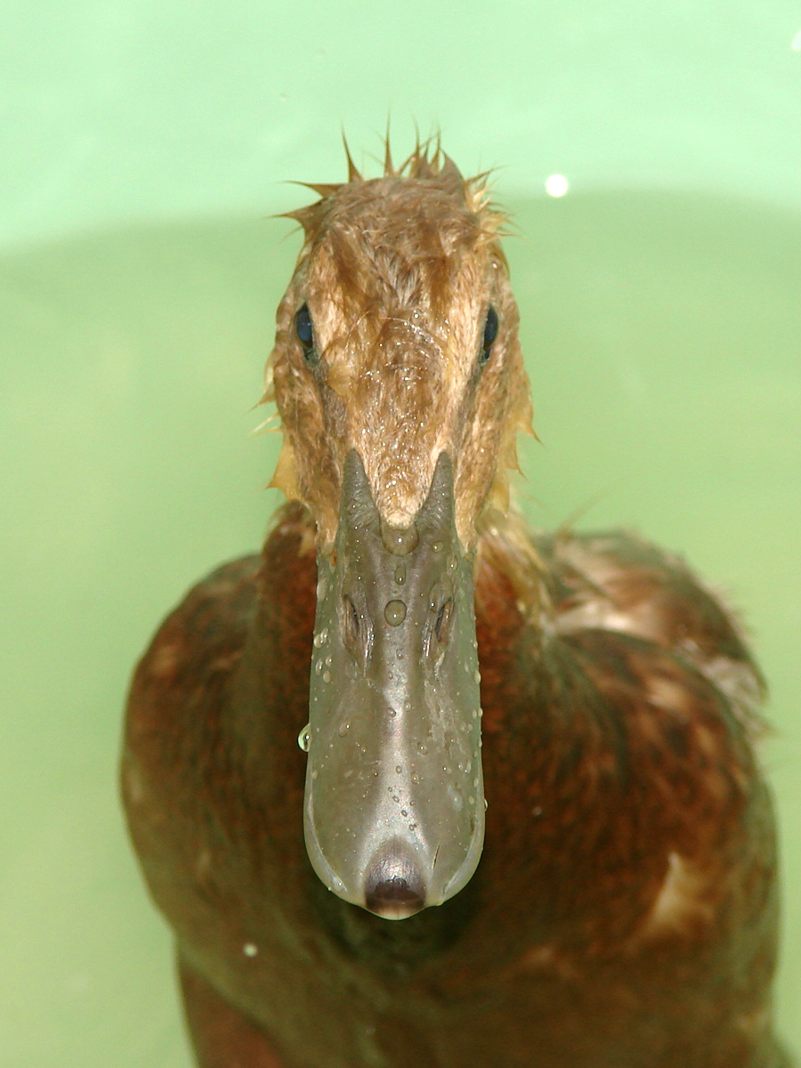 This is Larch in juvenile plumage.