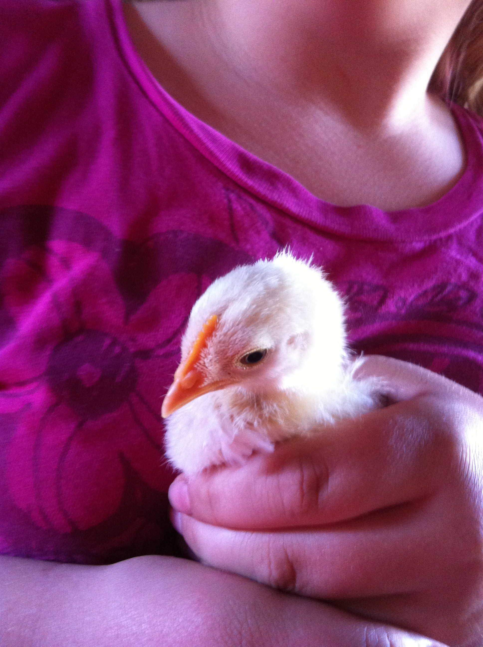 This is Leghorn at about 3 weeks. as you can tell by the name it's a leghorn.