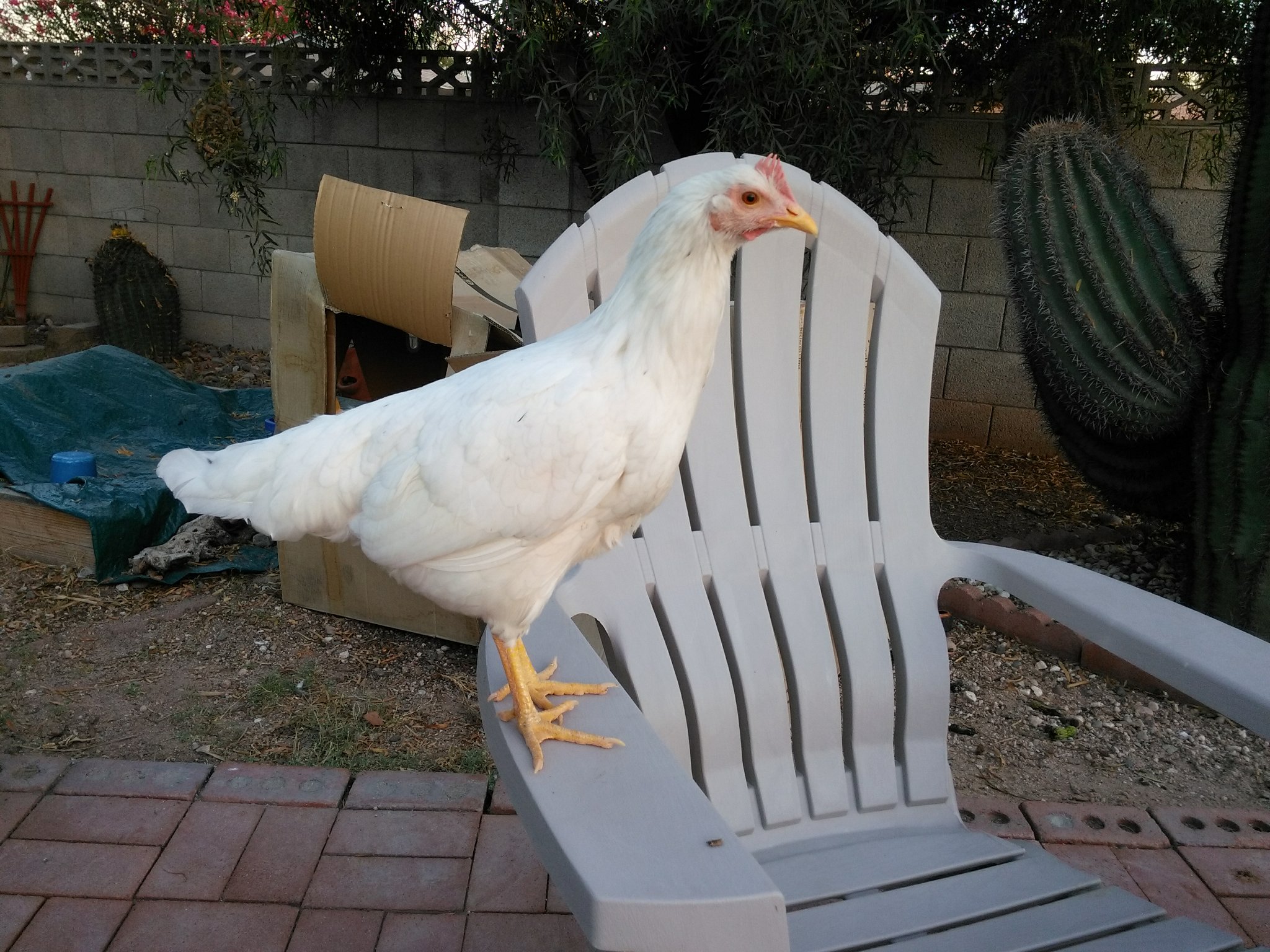 This is Lemon.  She's a California white.  She's really pretty and sleek.