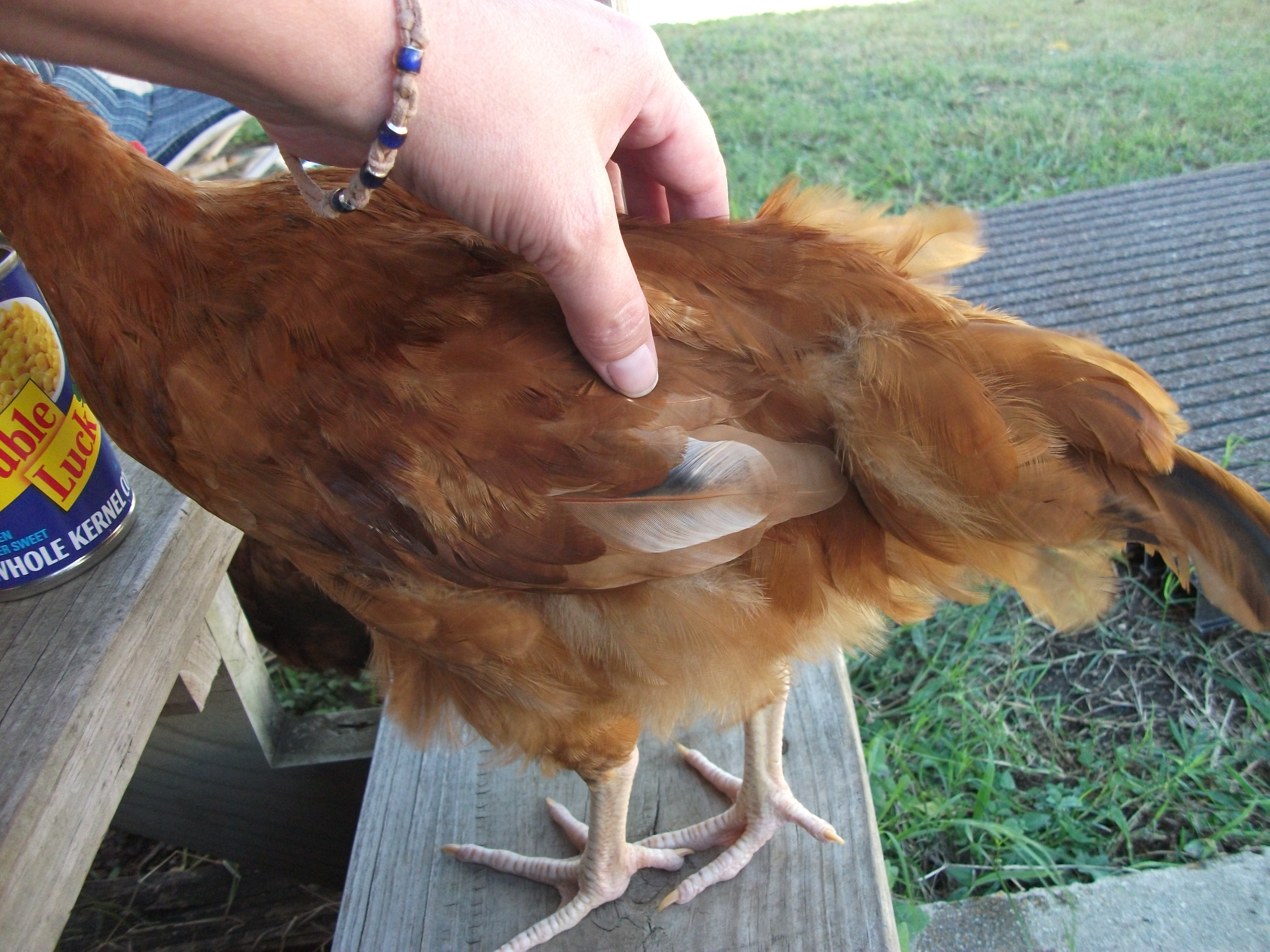 This is Lily...she is 15 weeks old. She and Louie have the same dad, but I don't know which hen is HER mama.
