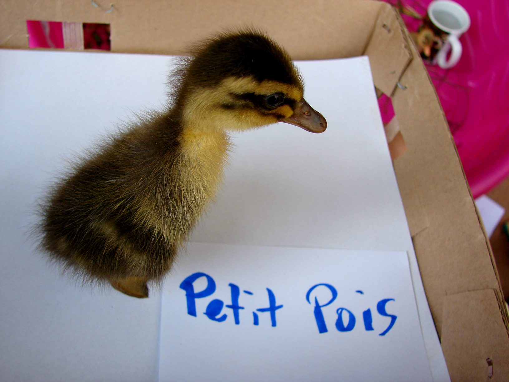 This is Little Pea when she was one day old.