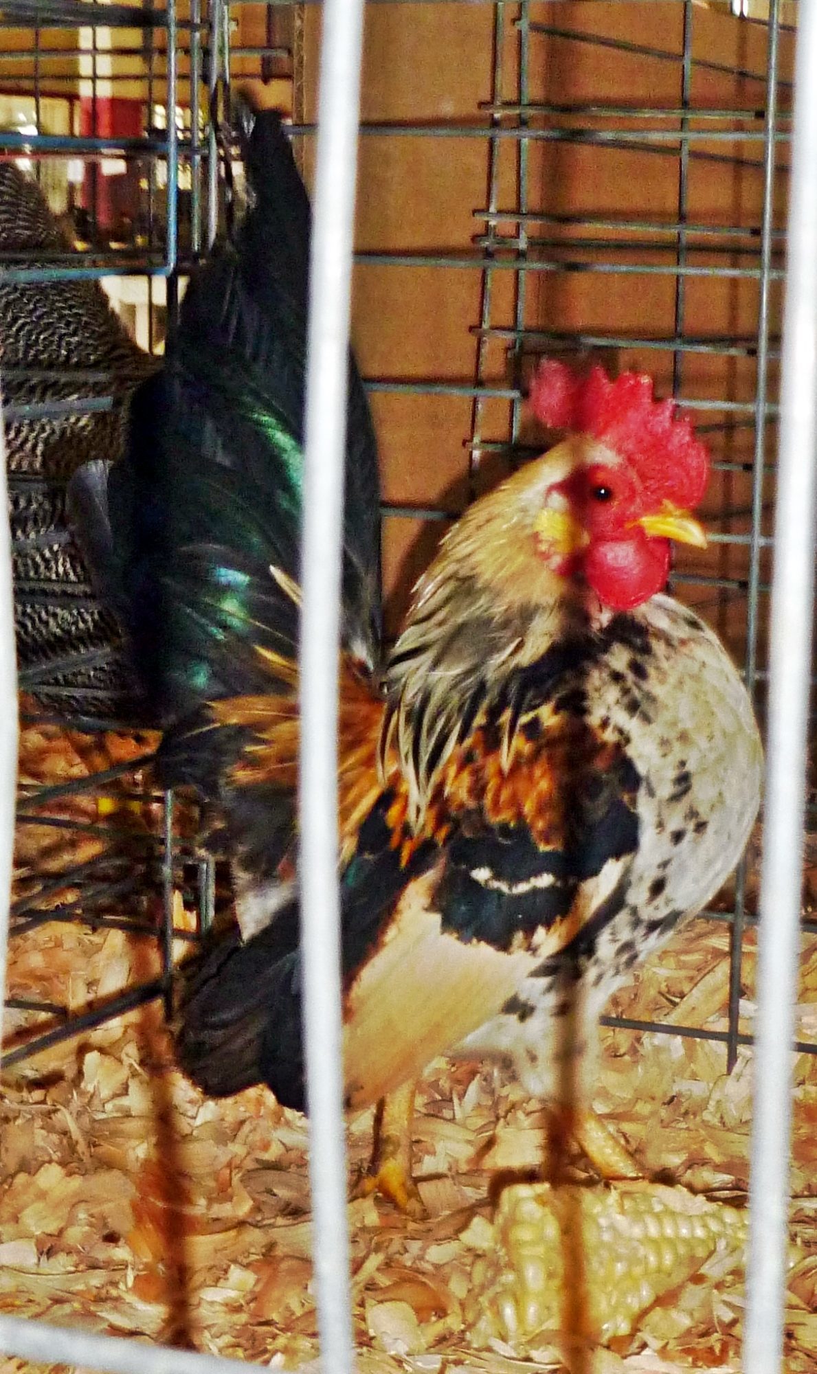 This is LJ, a 9.5 ounce roo, he is head of his coop, he was last years main coop roo, but we have given him his own coop for 2014, he has to have very small hens, for obvious reasons :} HIs coop contains some of our smallest hens.